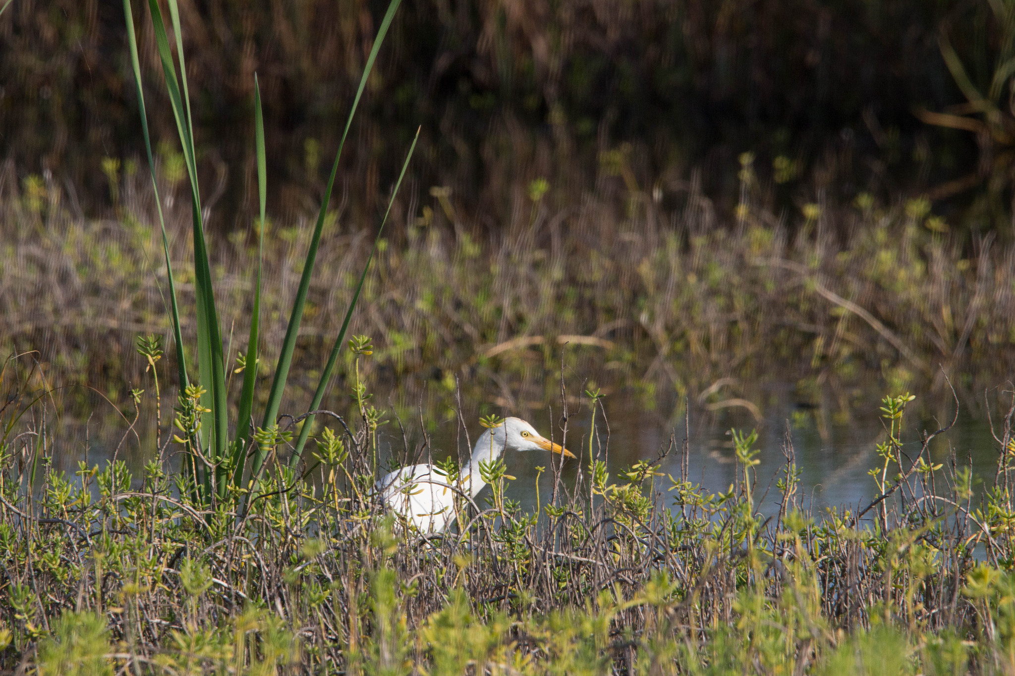 Tamron SP 150-600mm F5-6.3 Di VC USD sample photo. Cattle egret photography