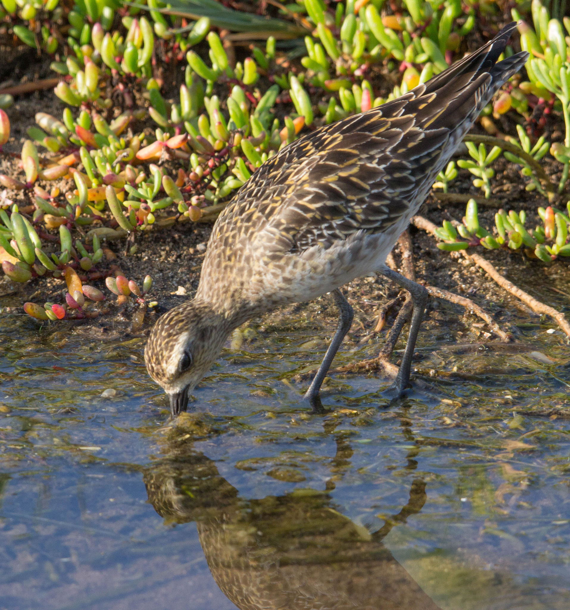 Tamron SP 150-600mm F5-6.3 Di VC USD sample photo. Kolea photography