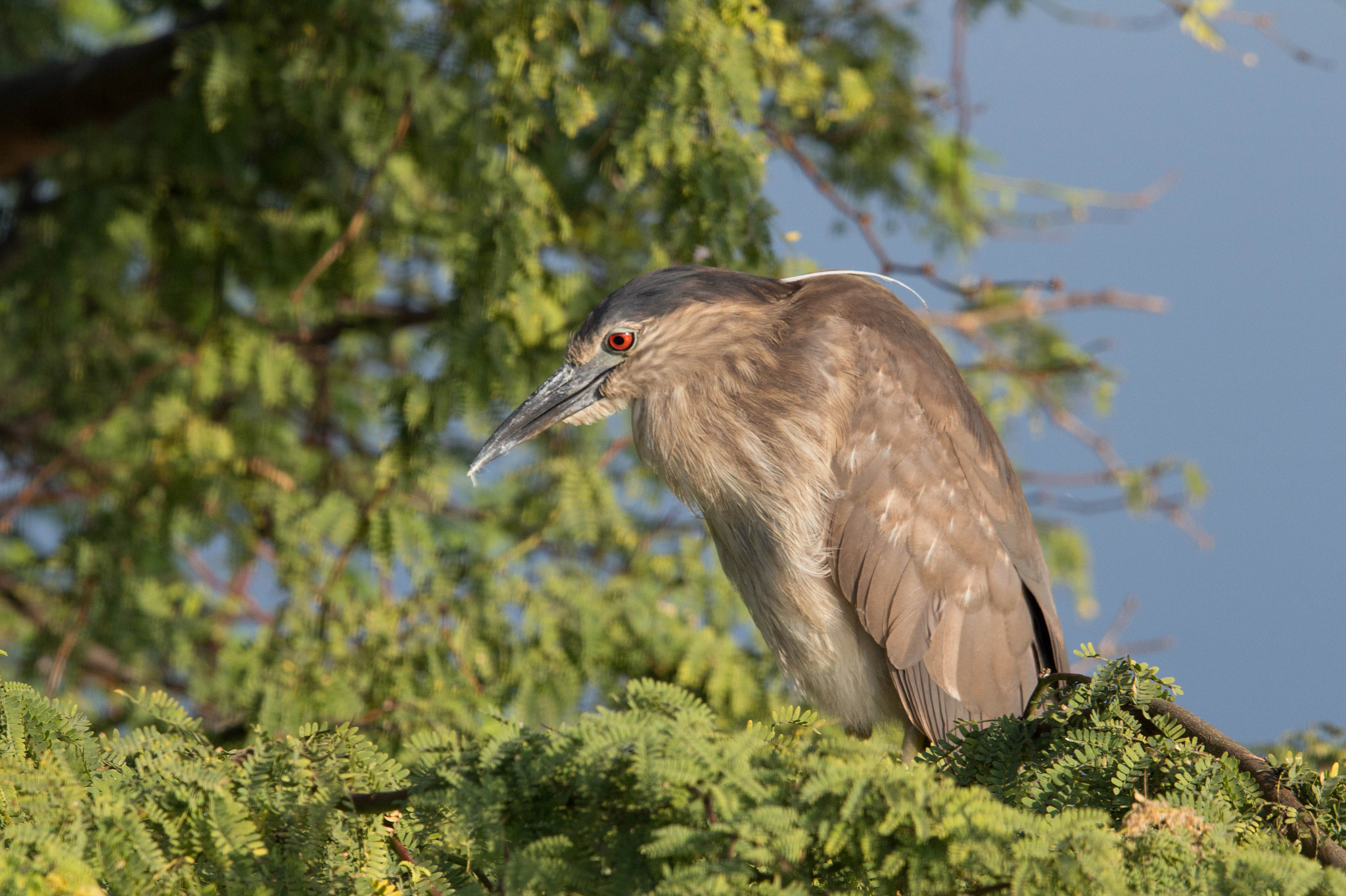 Tamron SP 150-600mm F5-6.3 Di VC USD sample photo. 'auku'u photography