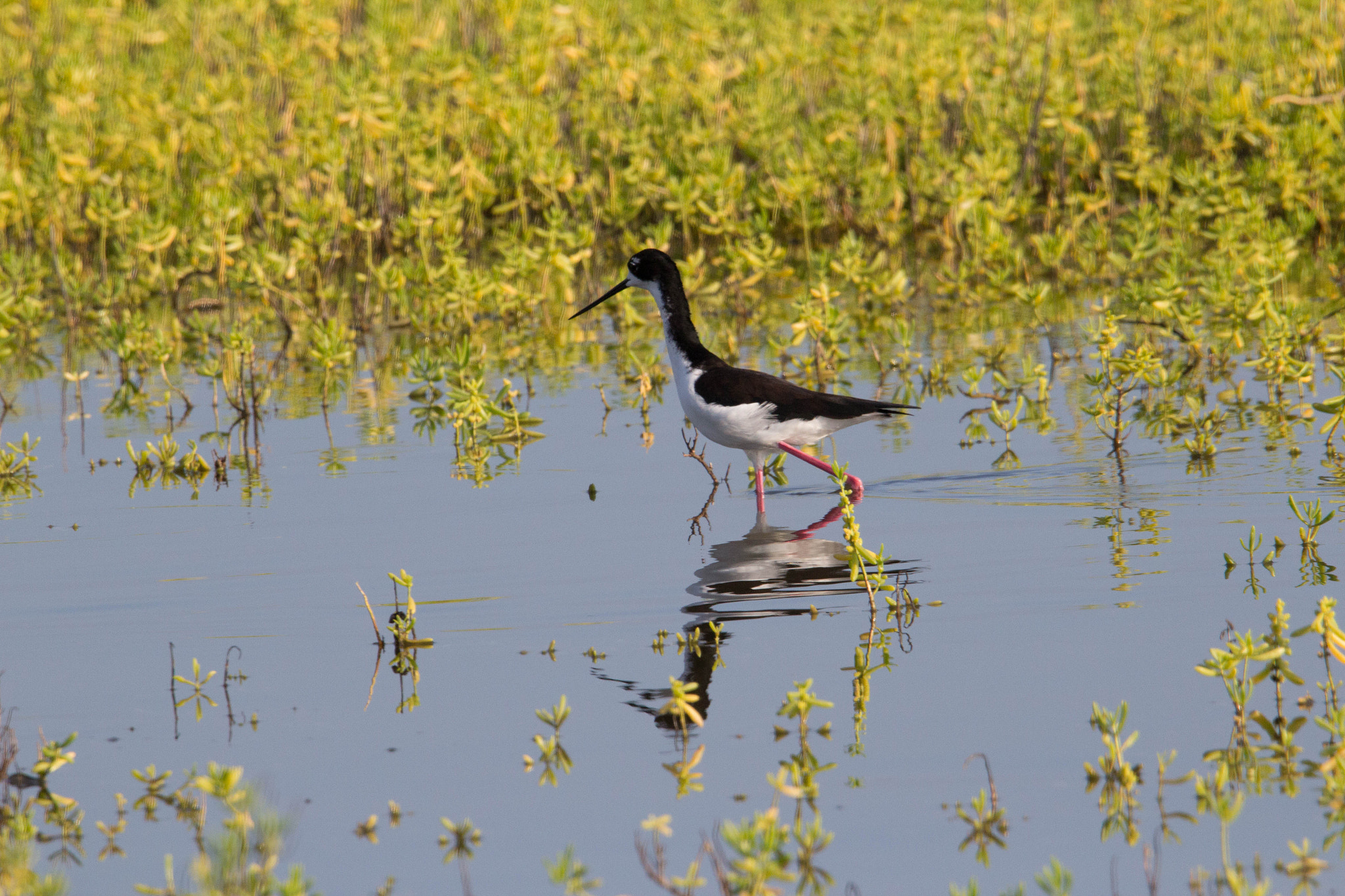 Tamron SP 150-600mm F5-6.3 Di VC USD sample photo. Ae'o photography