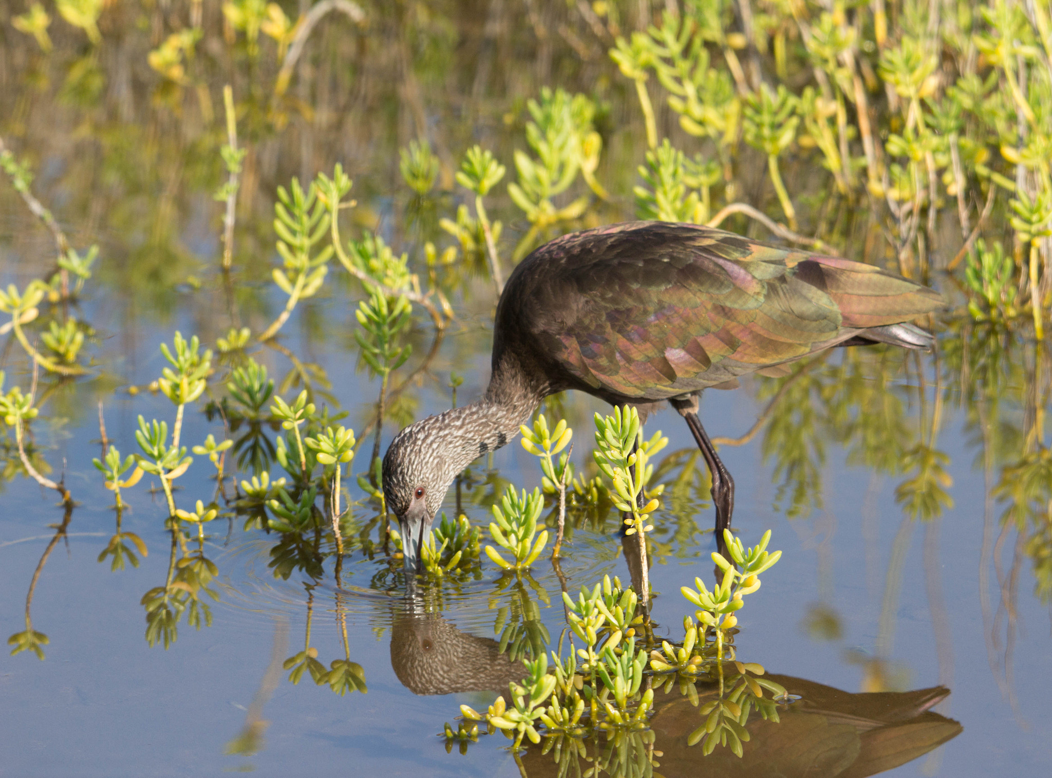 Tamron SP 150-600mm F5-6.3 Di VC USD sample photo. White-faced ibis photography