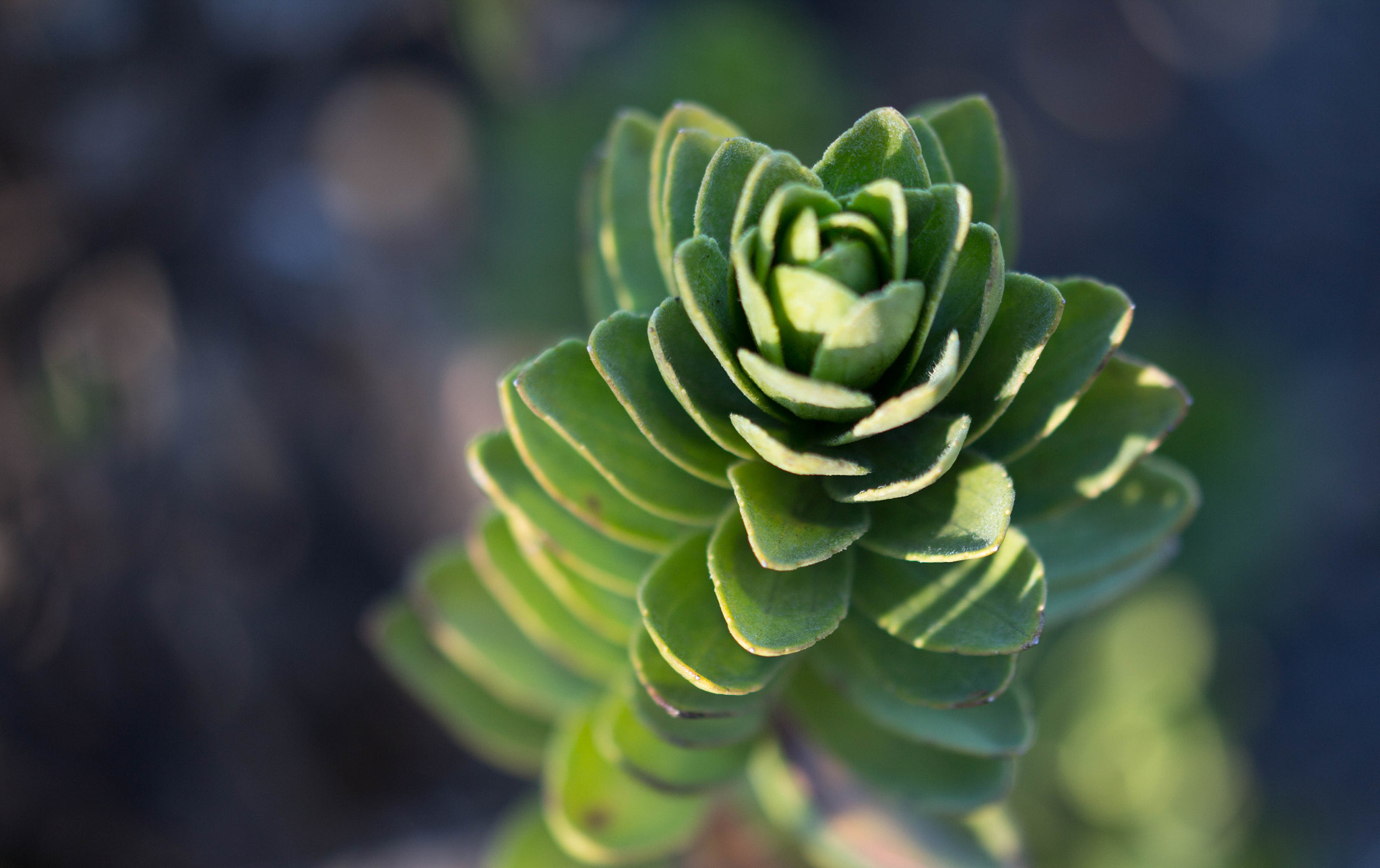 Sigma 105mm F2.8 EX DG OS HSM sample photo. Elevated growth photography