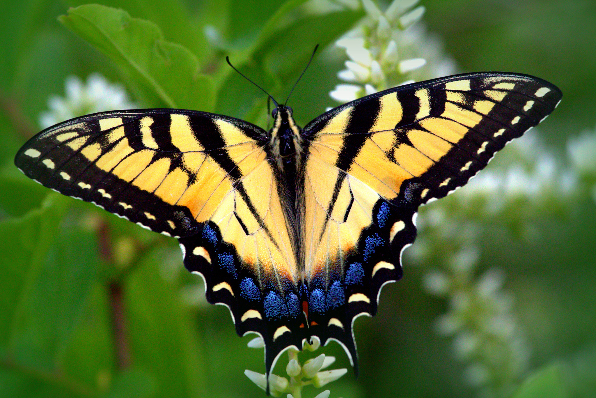 Canon EF 100-400mm F4.5-5.6L IS USM sample photo. Butterfly photography