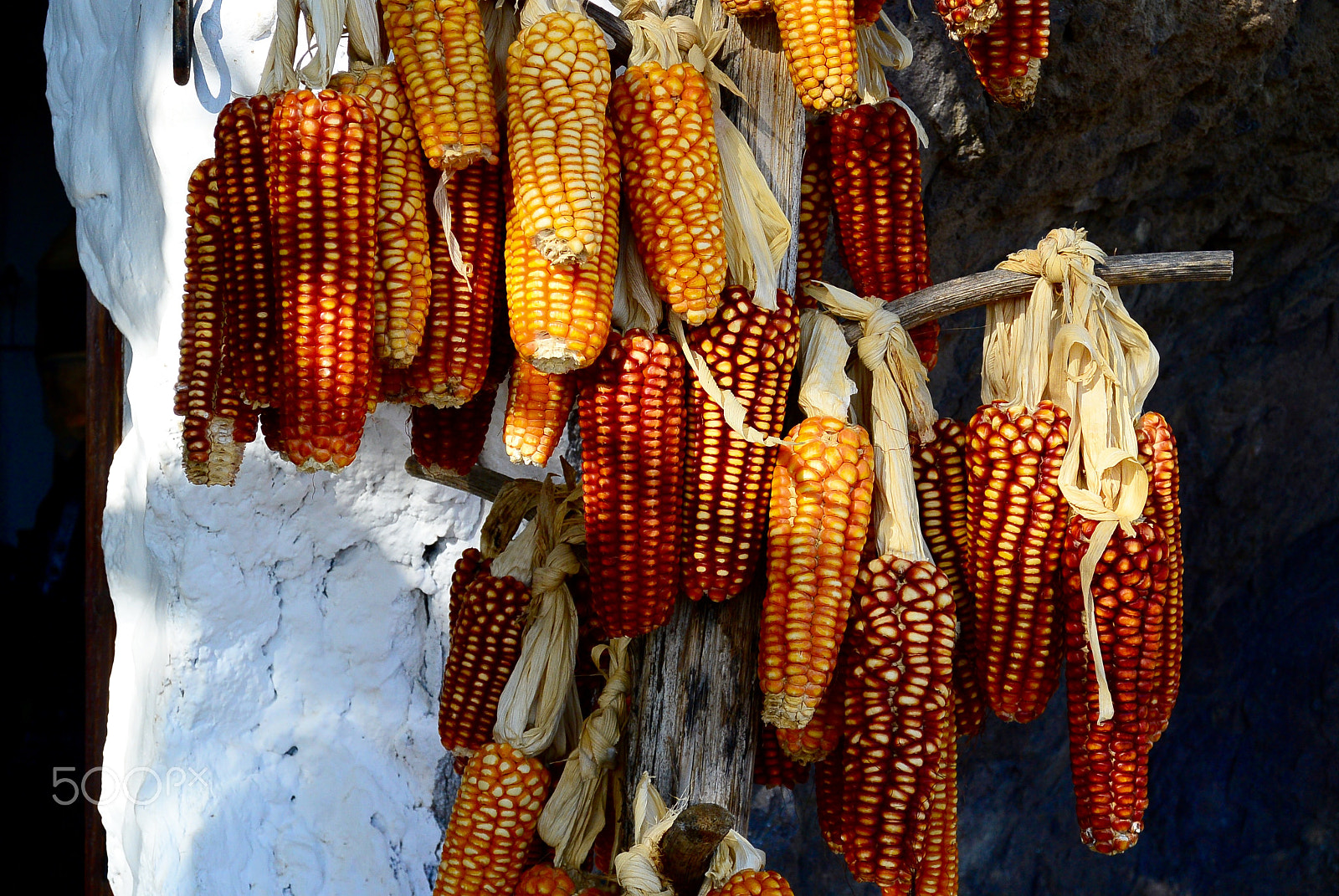 Nikon 1 S1 sample photo. Red corn photography