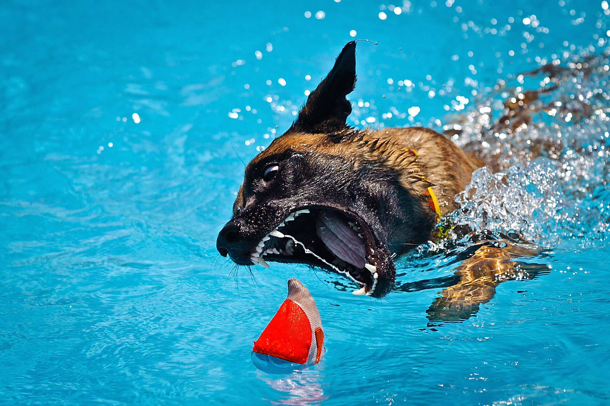 Sigma 70-200mm F2.8 EX DG Macro HSM II sample photo. Splash dog photography