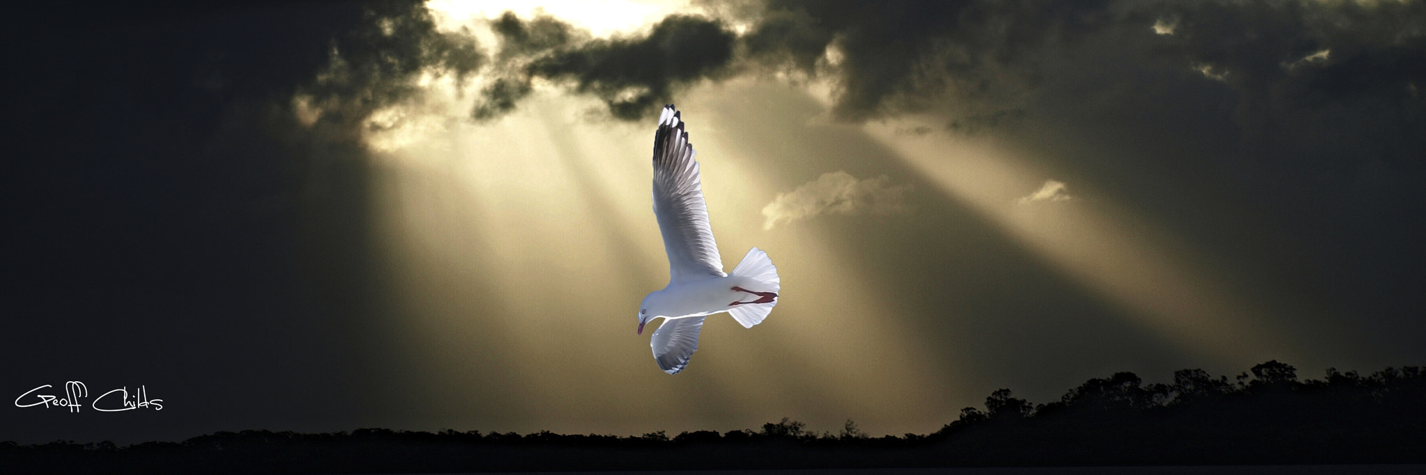 Olympus E-450 (EVOLT E-450) sample photo. Seagull and sunbeams 1-3.... in birds-coastal gallery photography
