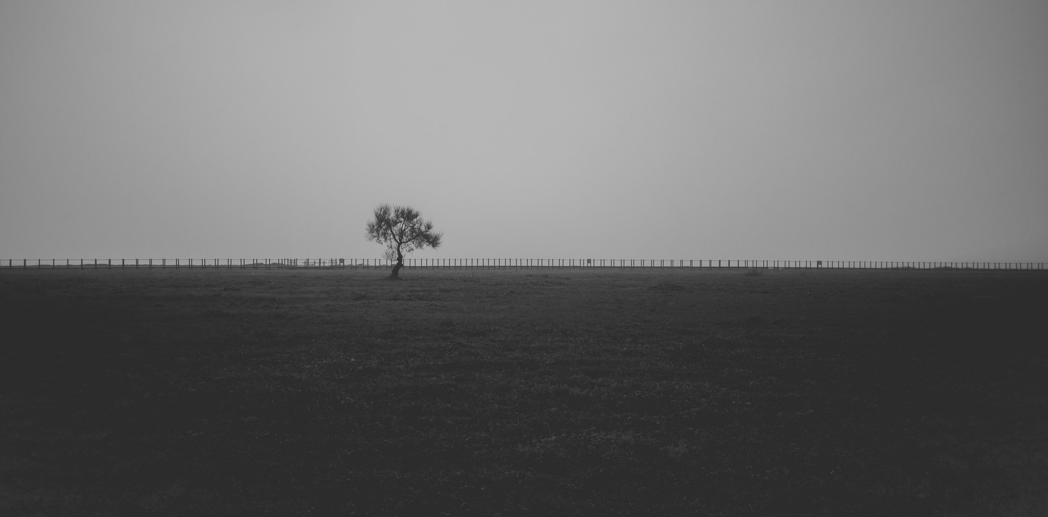 Panasonic Lumix DMC-GH2 + Panasonic Lumix G 20mm F1.7 ASPH sample photo. Tree pierce the sky photography