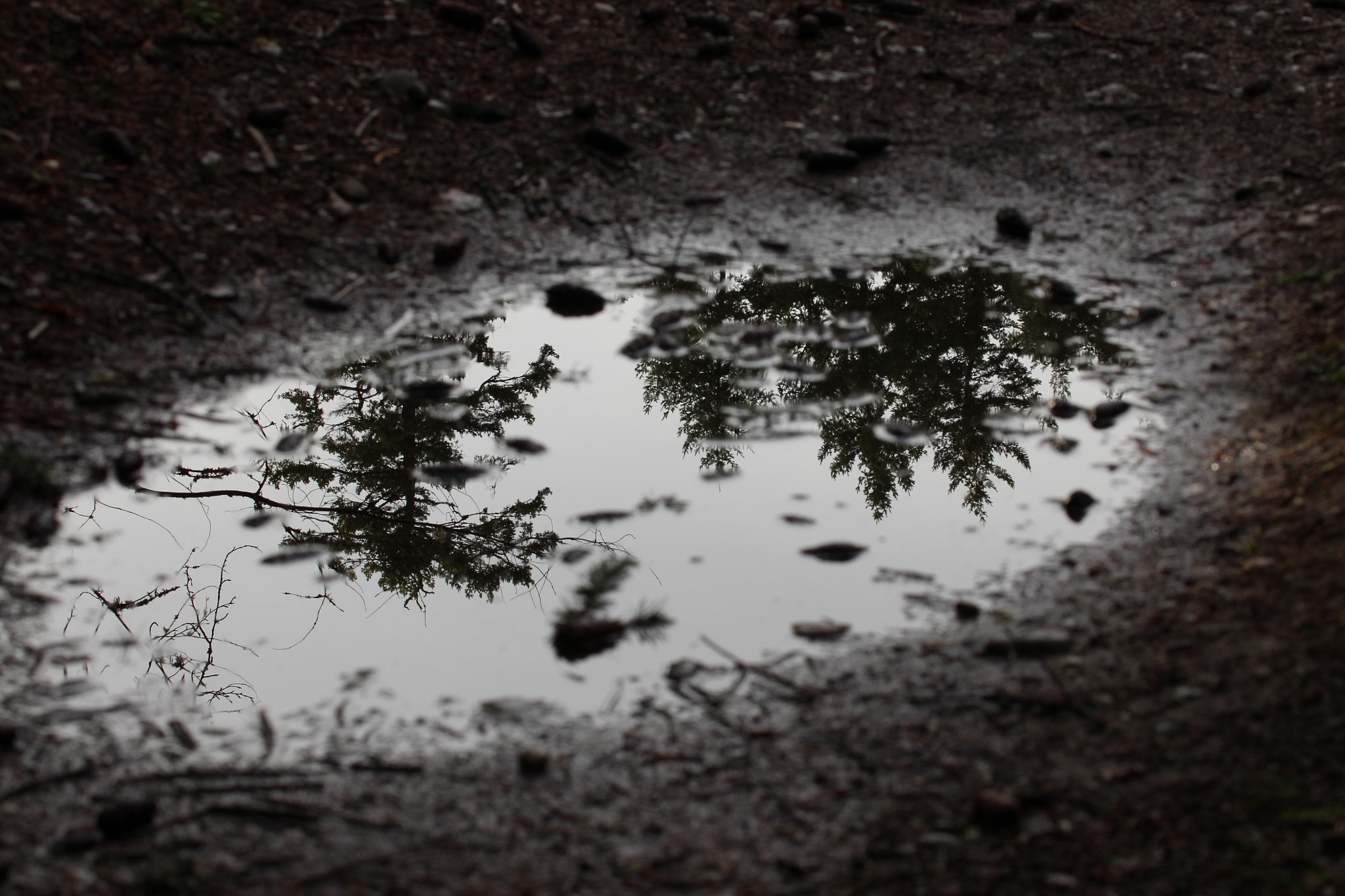 Canon EF 70-300mm F4-5.6L IS USM sample photo. Winter path.jpg photography