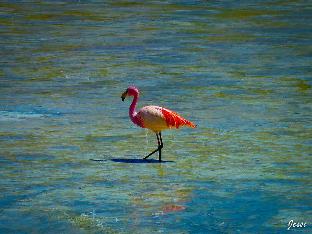 Panasonic DMC-ZR1 sample photo. Fluoro flamingo photography