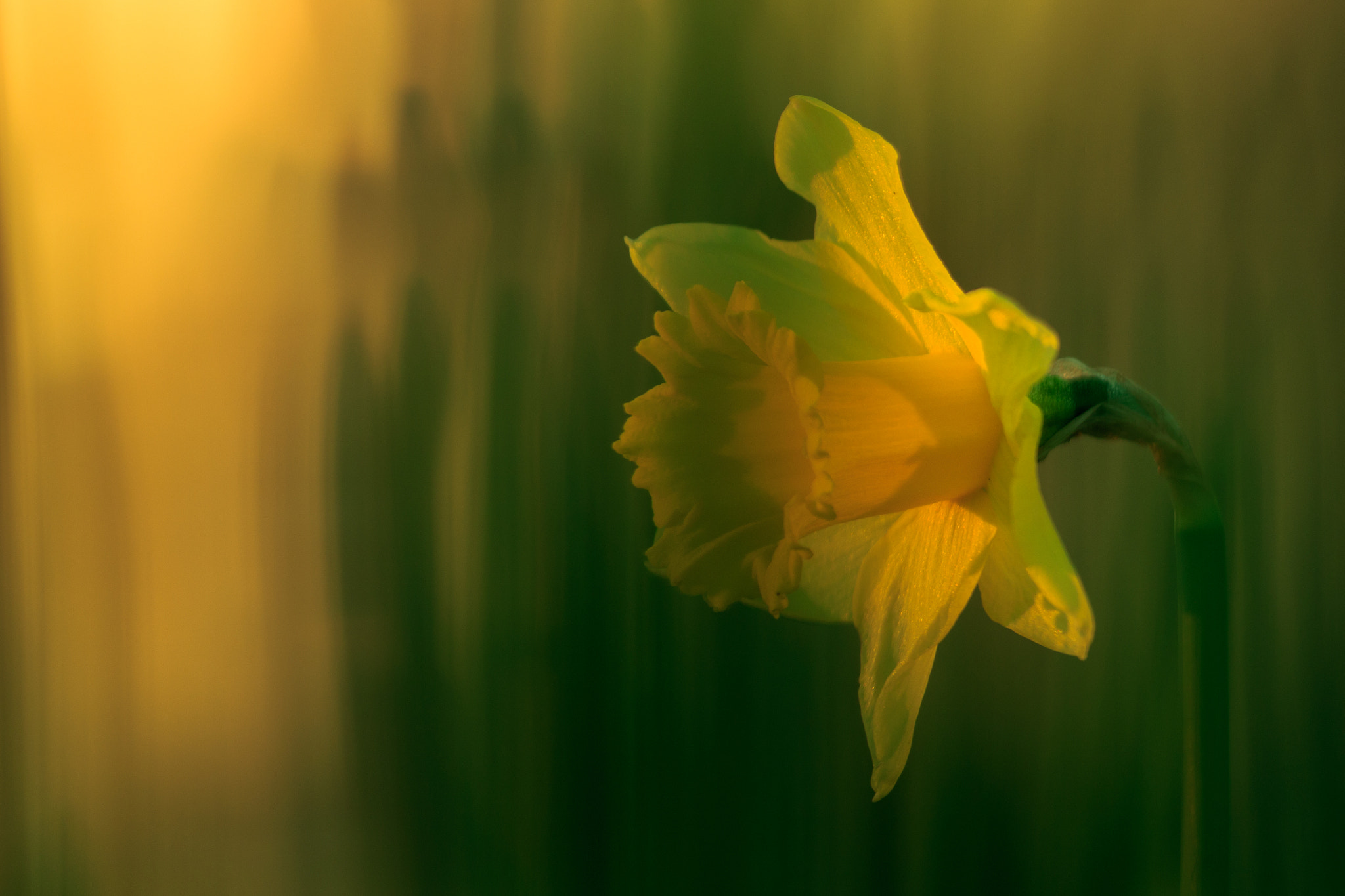 Sigma APO Macro 180mm F2.8 EX DG OS HSM sample photo. Daffodil in the morning photography