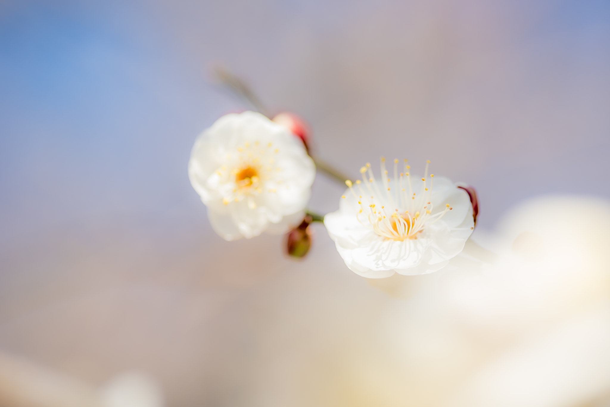 Nikon D810 + Tamron SP 90mm F2.8 Di VC USD 1:1 Macro sample photo. Spring sun shower photography