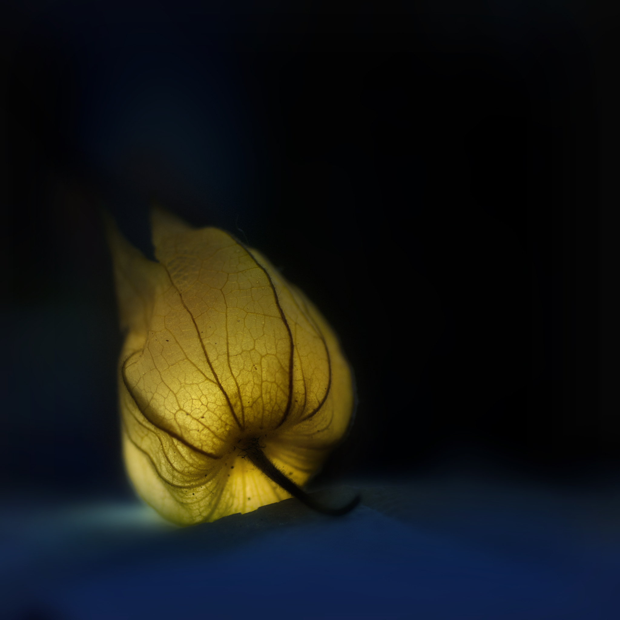 Canon EF 50mm F2.5 Macro sample photo. Time for the light photography