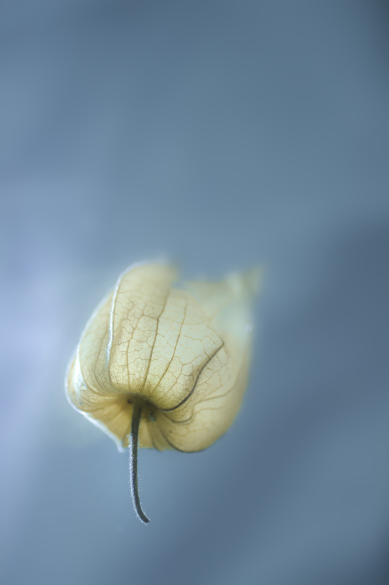 Canon EF 50mm F2.5 Macro sample photo. Ungravity photography