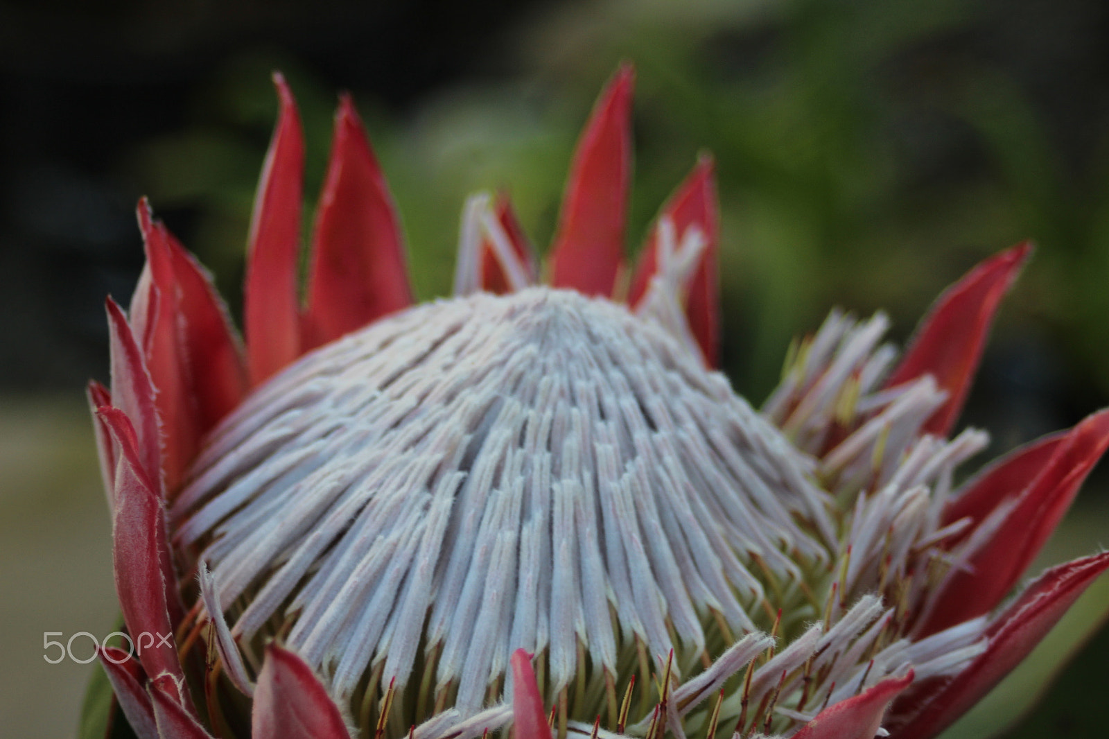 Canon EF 28-80mm f/3.5-5.6 sample photo. Protea photography