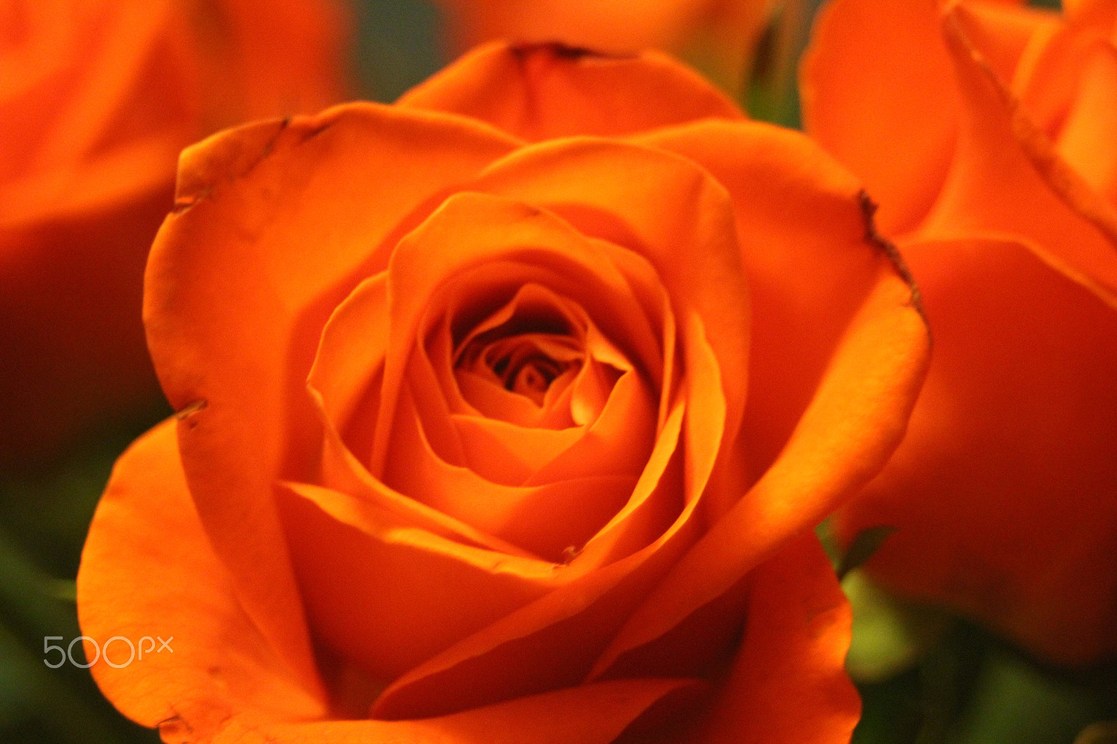 Canon EF 28-80mm f/3.5-5.6 sample photo. Rose photography
