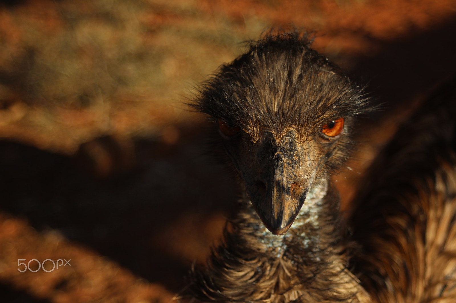 Canon EF 28-80mm f/3.5-5.6 sample photo. Emu photography