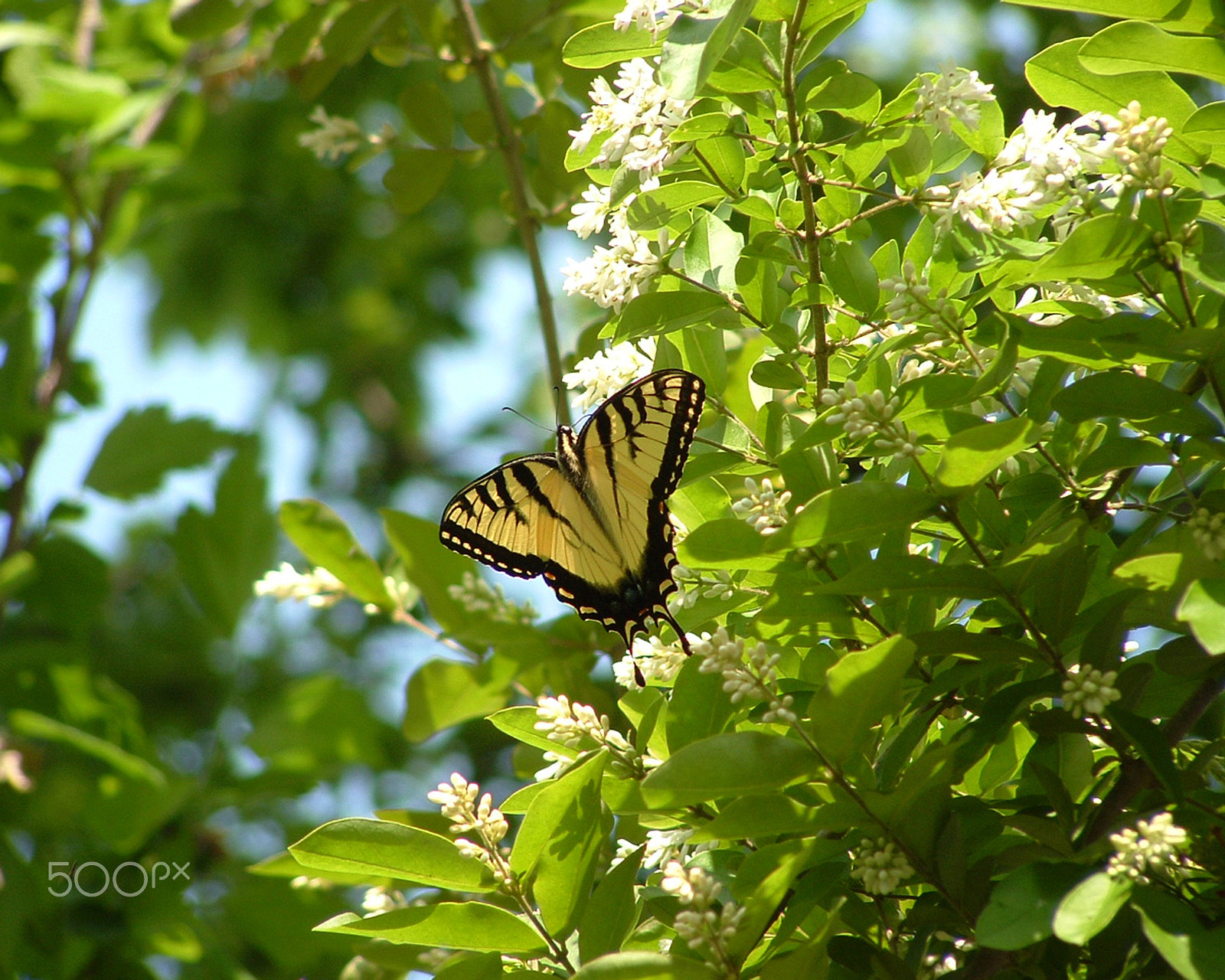 Fujifilm FinePix S3000 sample photo. Swallowtail butterfly photography
