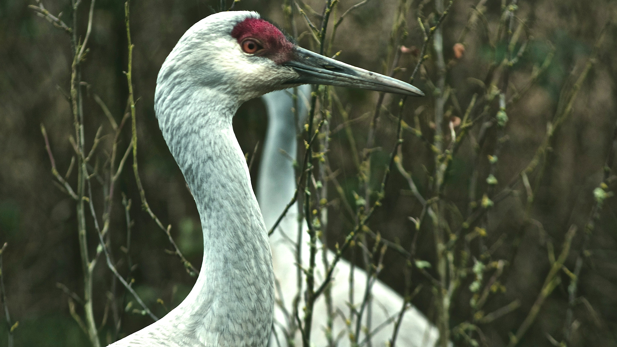 Pentax K-5 + smc PENTAX-FA J 75-300mm F4.5-5.8 AL sample photo. Sandhill crossing photography