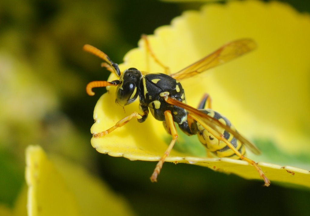 Nikon D90 + Sigma 50mm F2.8 EX DG Macro sample photo. Springtime photography