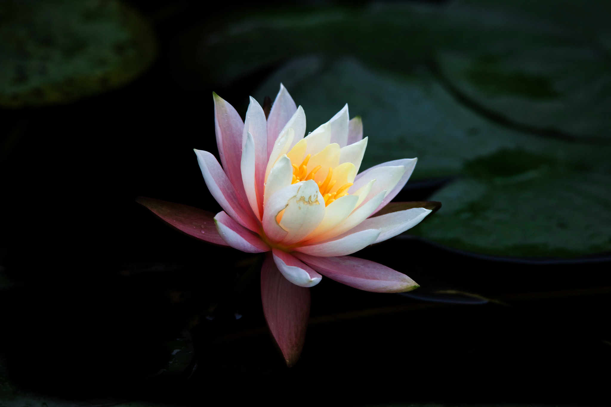 Tamron SP 150-600mm F5-6.3 Di VC USD sample photo. Waterlily photography