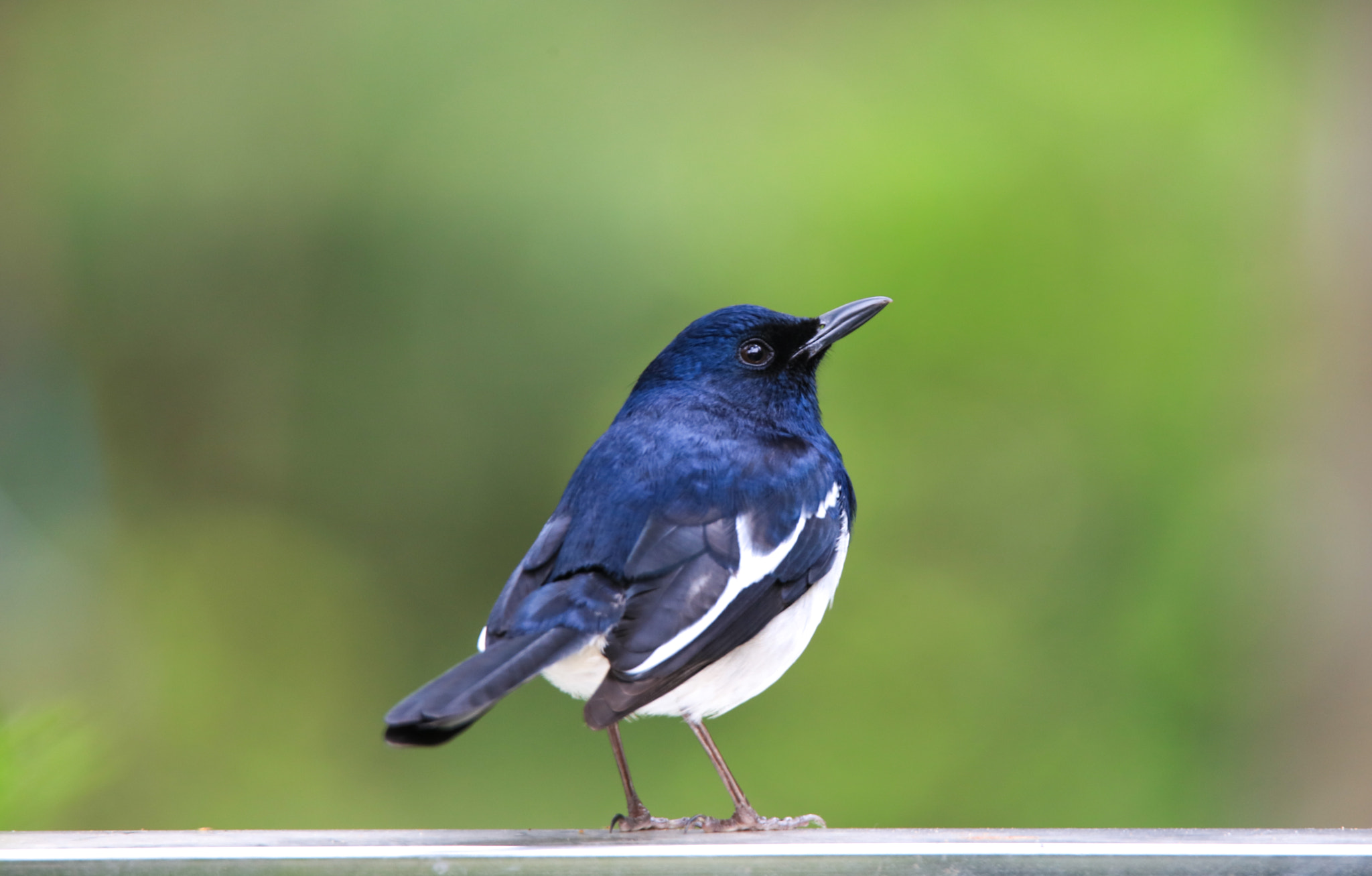 Tamron SP 150-600mm F5-6.3 Di VC USD sample photo. Oriental magpie-robin photography