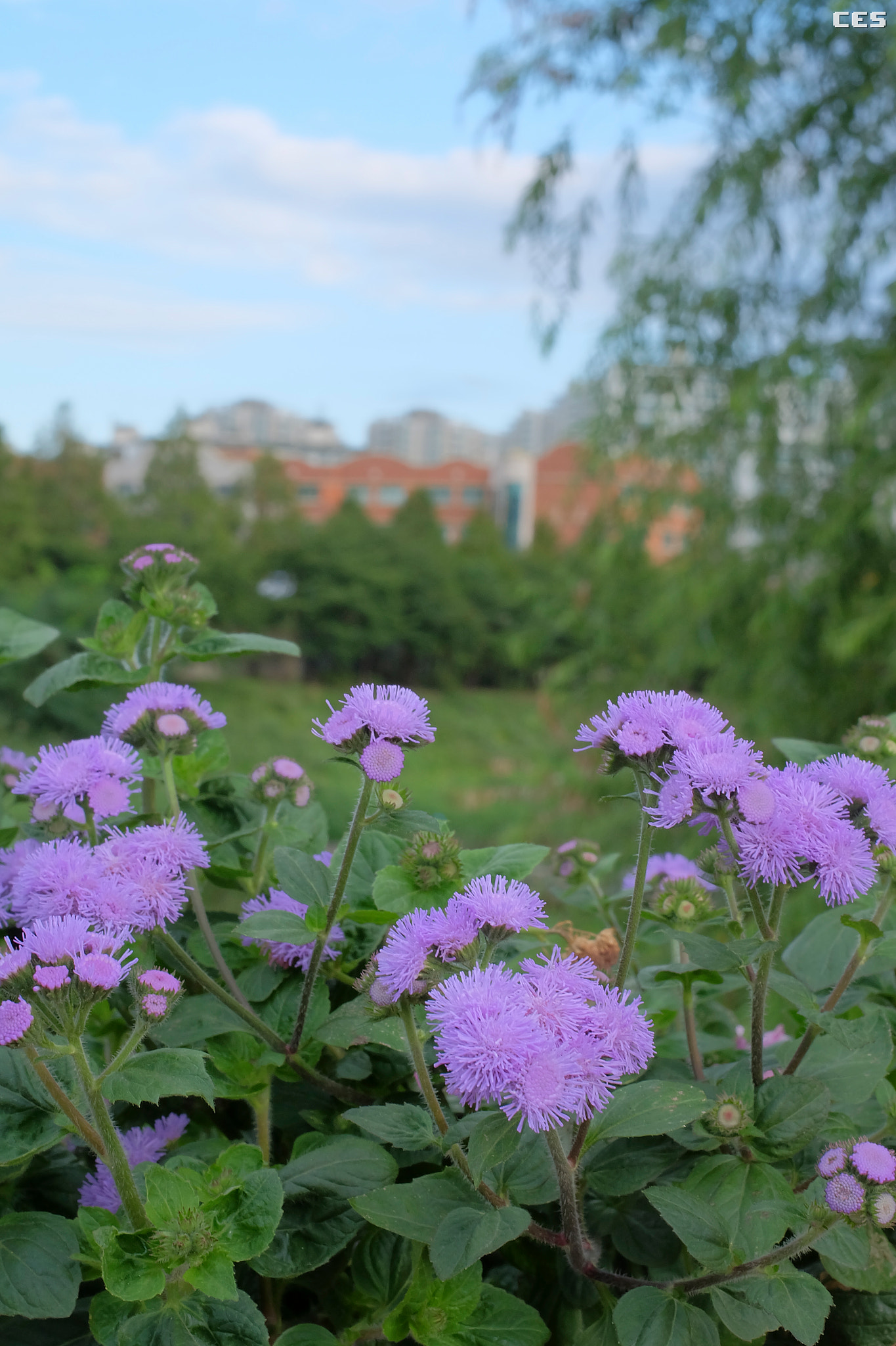 Fujifilm X-A2 sample photo. Blooming school photography