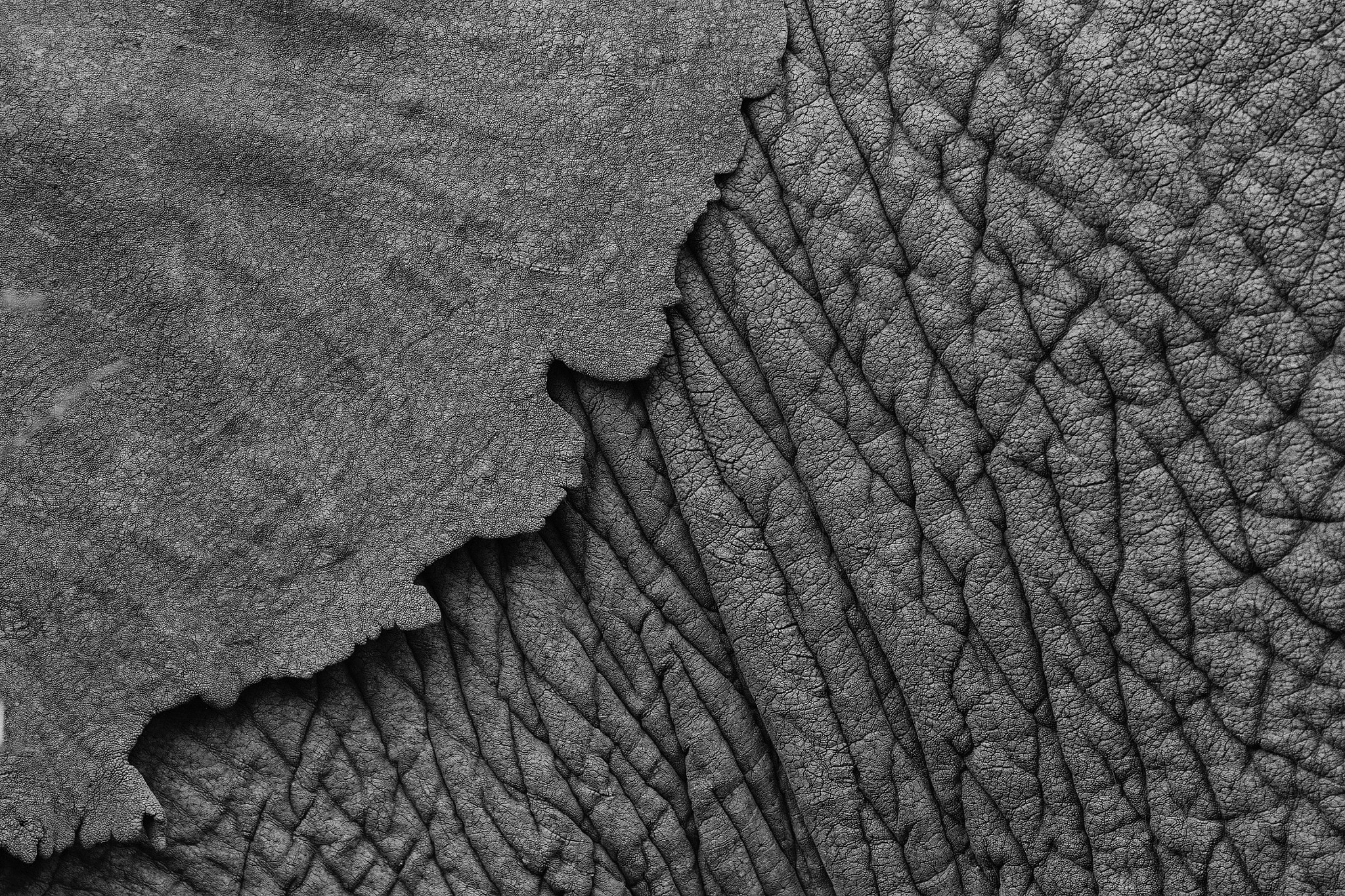 Canon EF 300mm f/2.8L sample photo. Natures detail photography