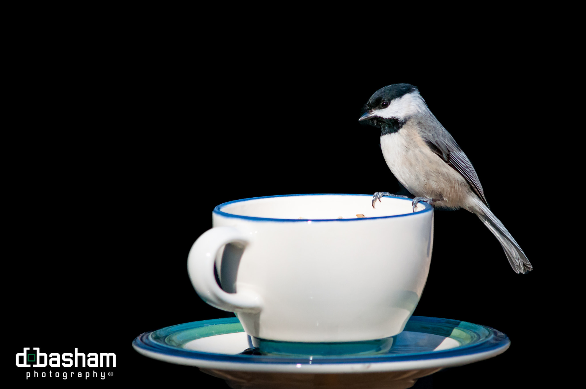 Nikon D300 + AF Nikkor 300mm f/4 IF-ED sample photo. Chickadee tea party photography