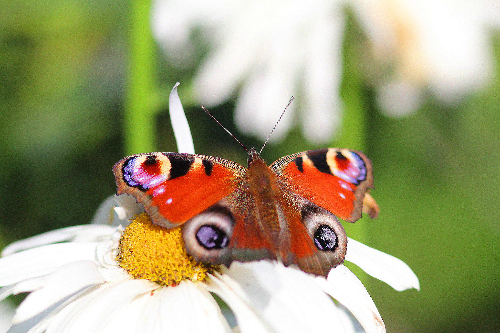 Canon EF 300mm F4L IS USM sample photo. Peacock butterfly photography