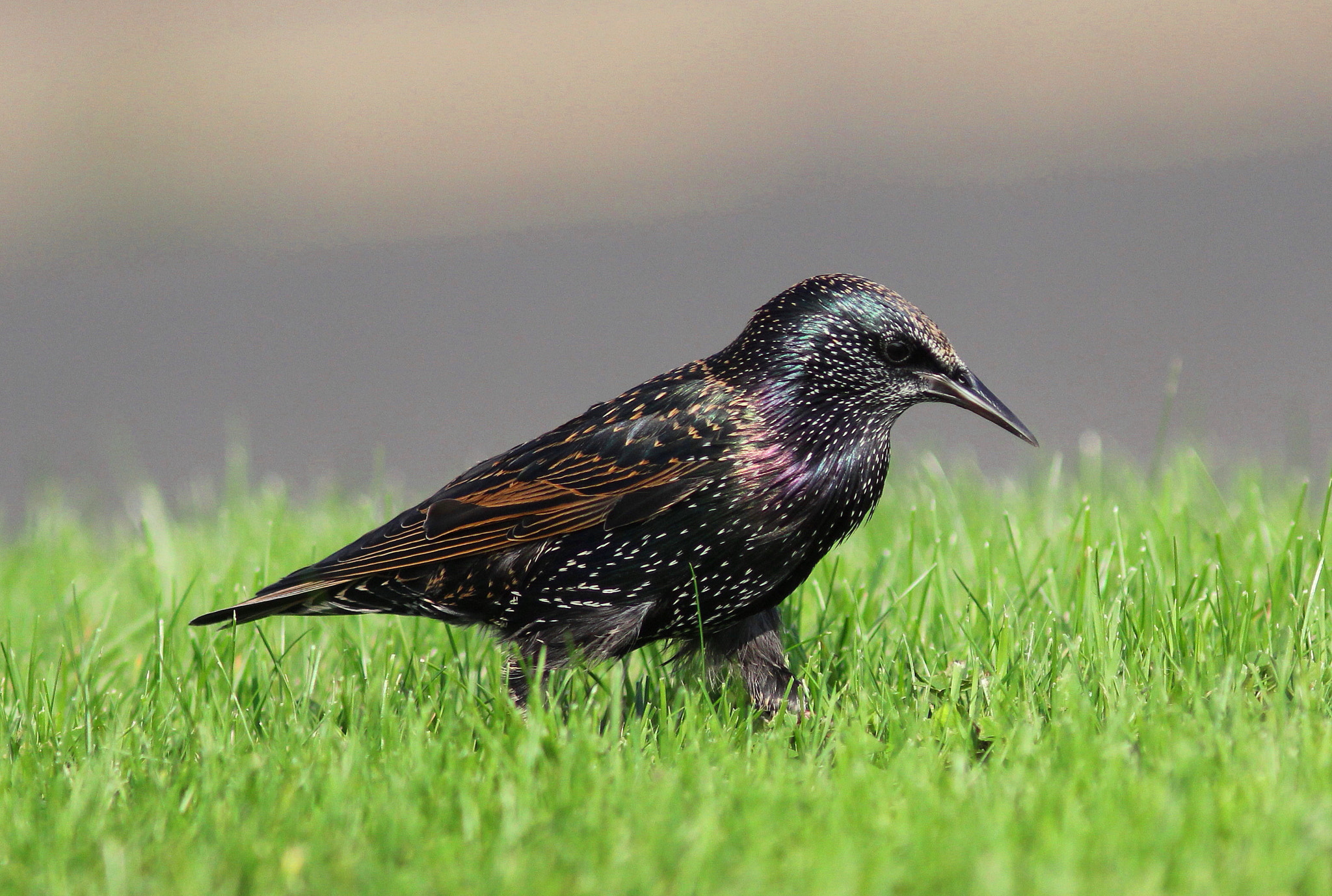 Canon EF 300mm F4L IS USM sample photo. Starling photography