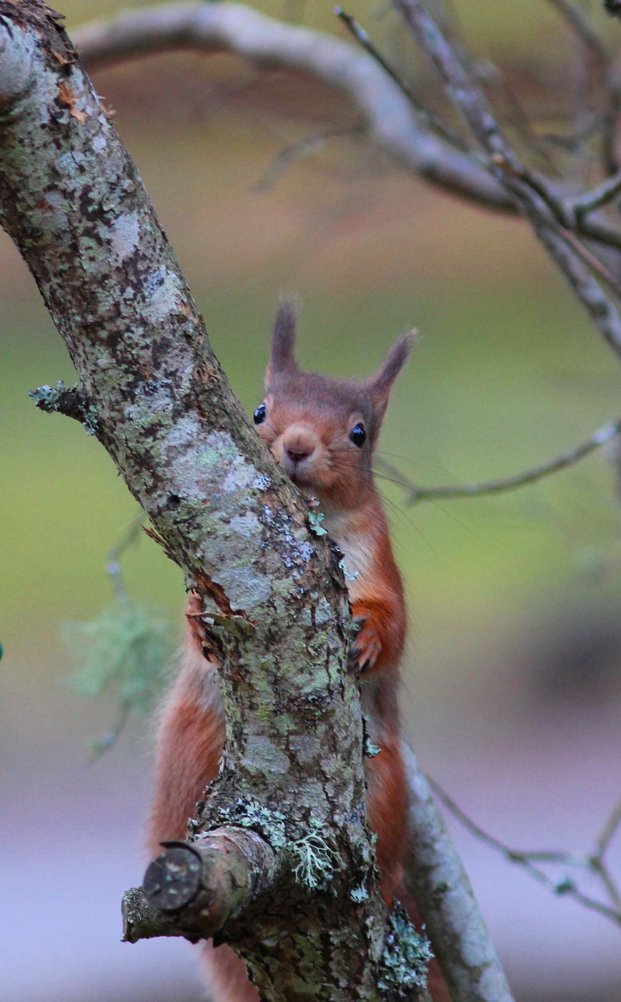 Canon EOS 60D + Canon EF 300mm F4L IS USM sample photo. Red squirrel playing peek a boo photography