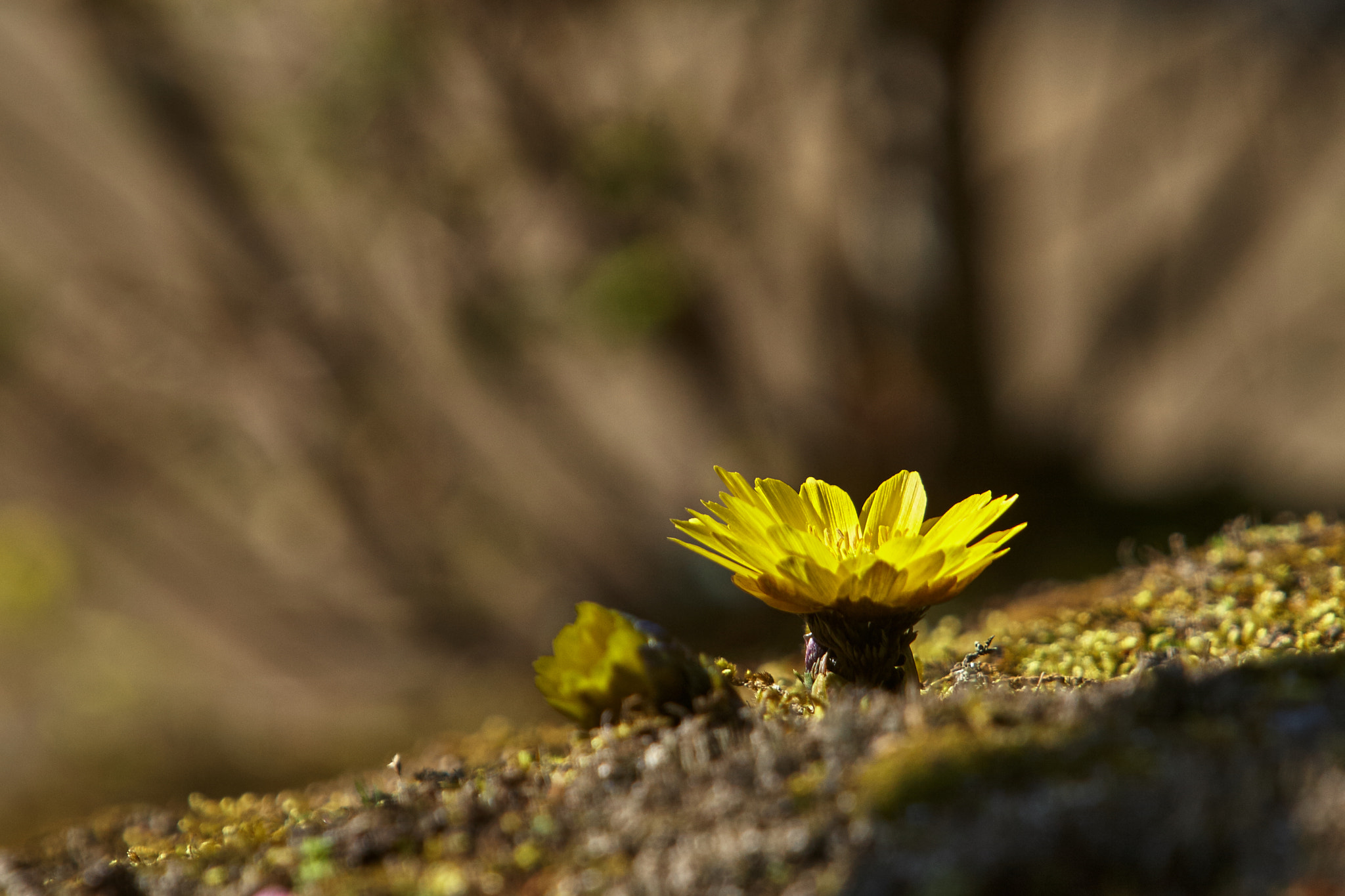 Canon EOS 30D + Canon EF 70-200mm F2.8L IS USM sample photo. Adonis 福寿草 photography