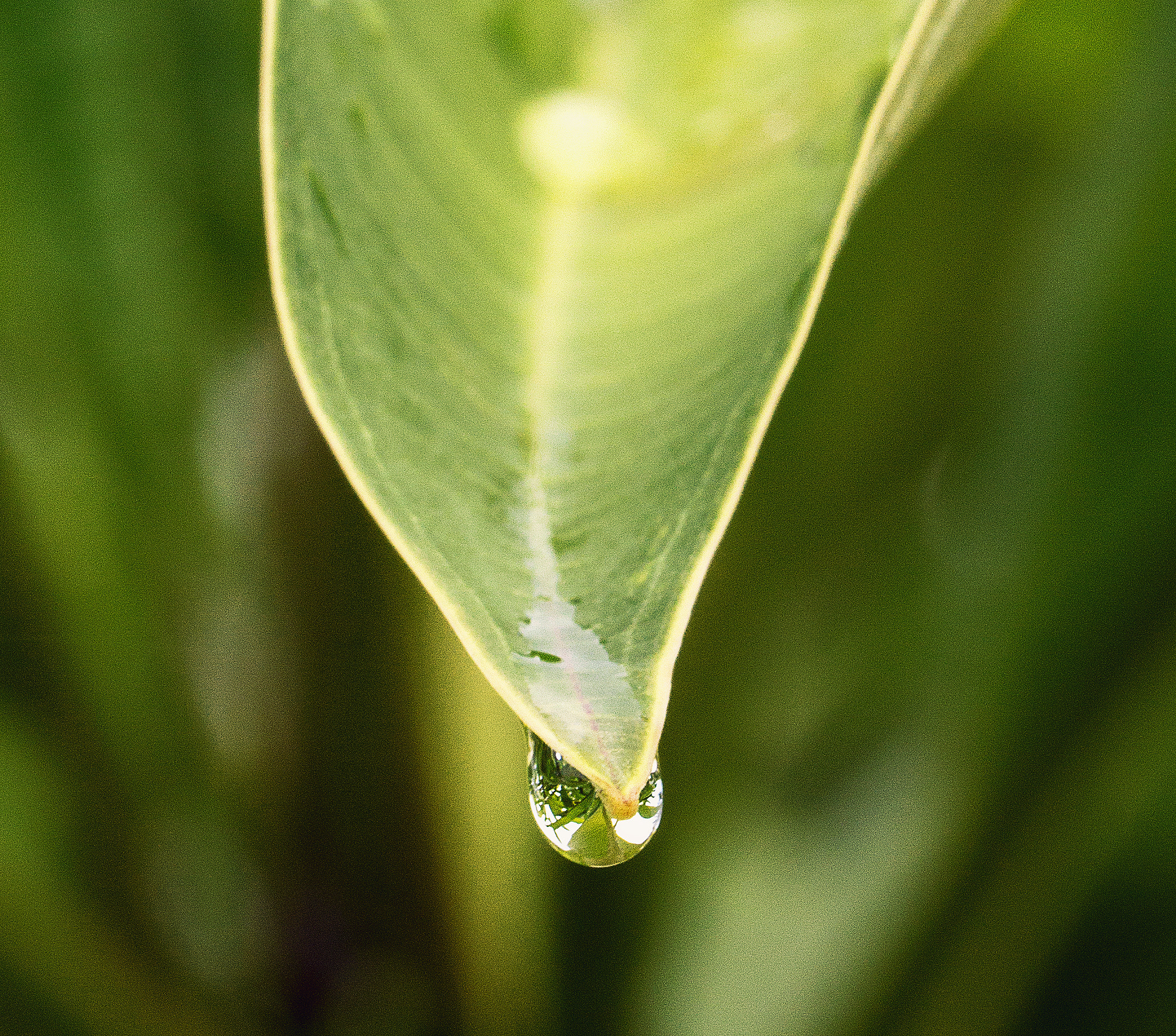 Canon EOS 600D (Rebel EOS T3i / EOS Kiss X5) + Canon EF 100mm F2.8L Macro IS USM sample photo. Dripping pool leaf photography
