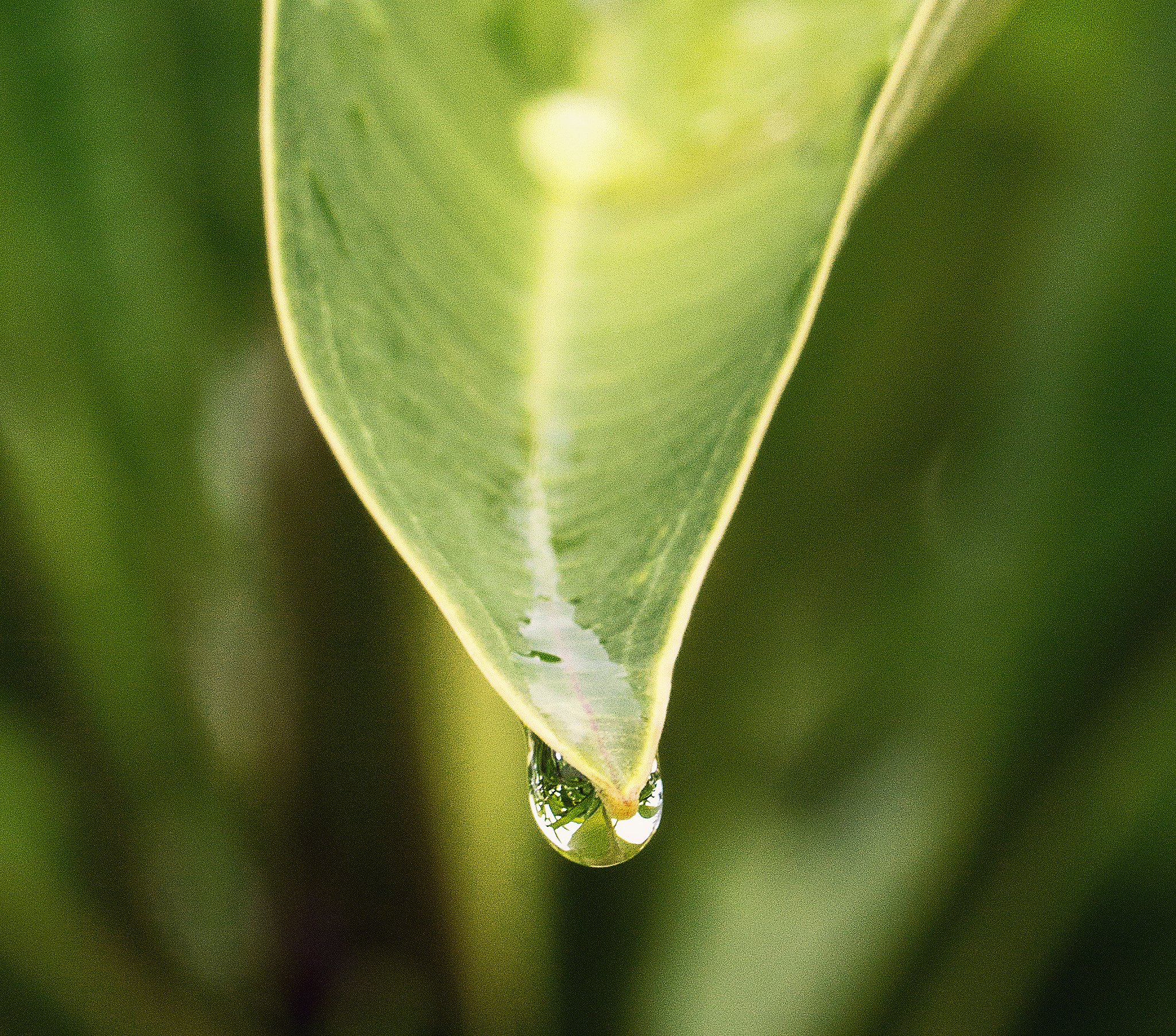 Canon EOS 600D (Rebel EOS T3i / EOS Kiss X5) sample photo. Dripping pool leaf photography