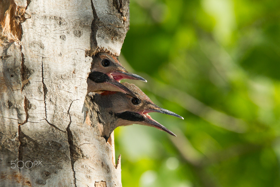 Canon EF 300mm F2.8L IS USM sample photo. We are hungry! photography