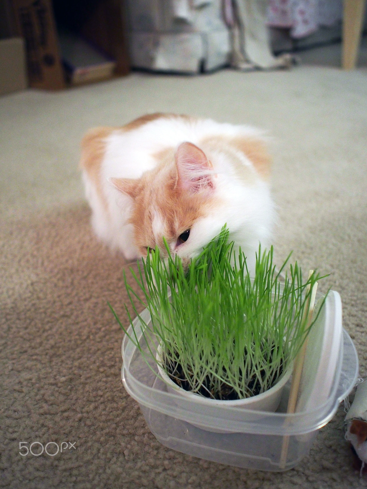 Olympus PEN E-P5 + Olympus M.Zuiko Digital 17mm F1.8 sample photo. Kitty is happily eating cat-grass~ photography