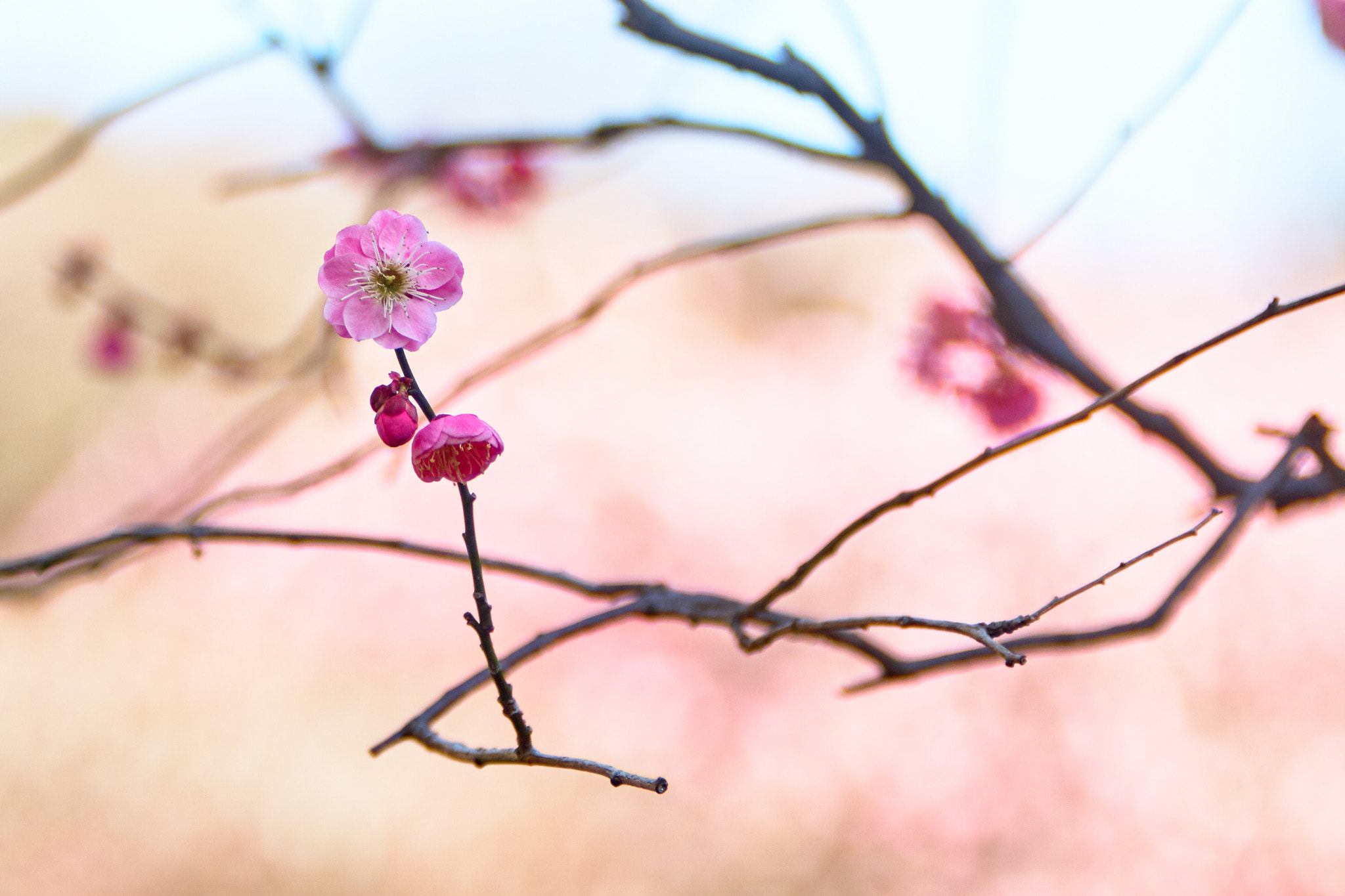 Canon EOS 30D + Canon EF 70-200mm F2.8L IS USM sample photo. The spring of joy photography