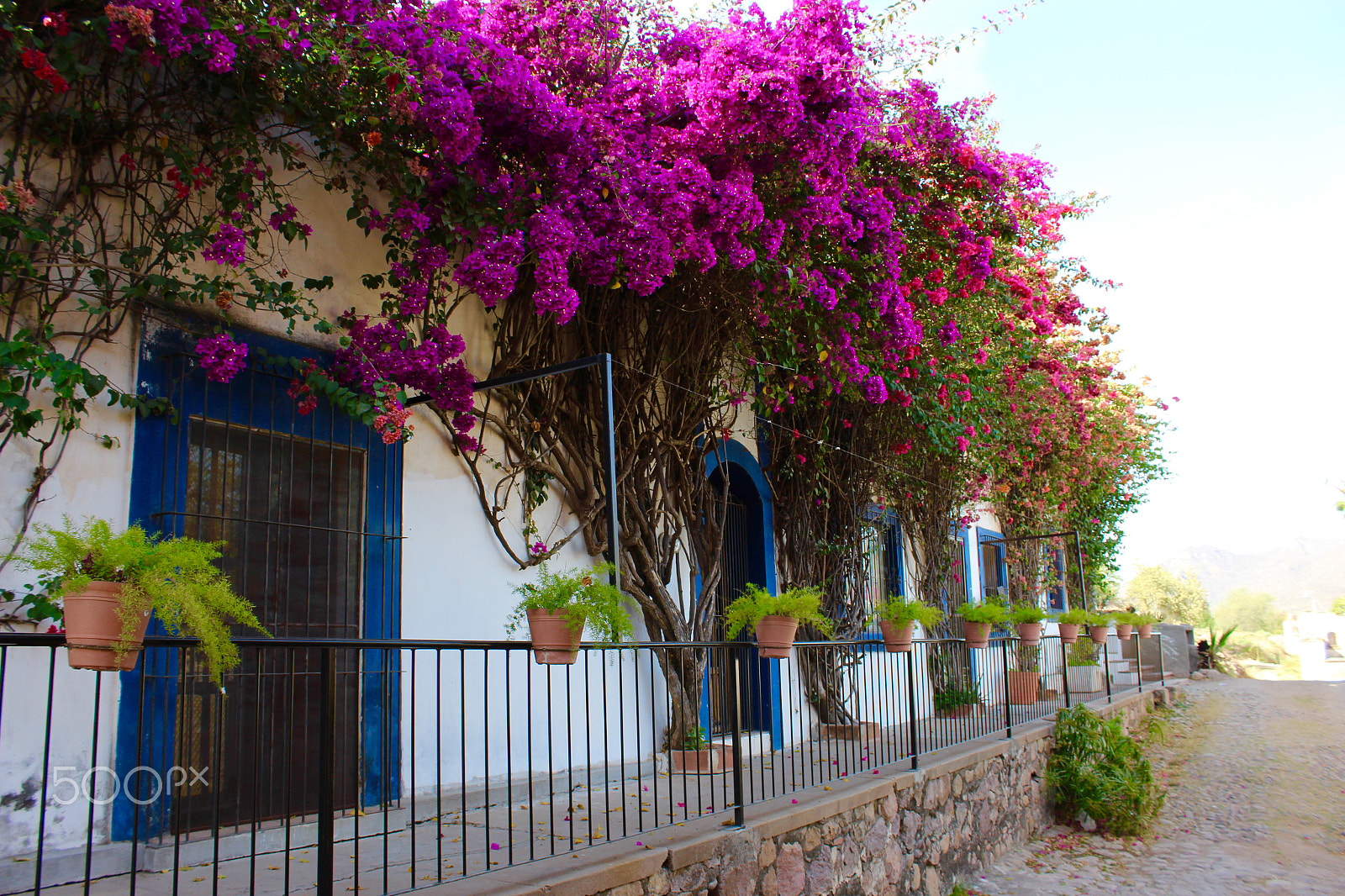 Canon EF-S 18-55mm F3.5-5.6 III sample photo. Casa de las flores photography