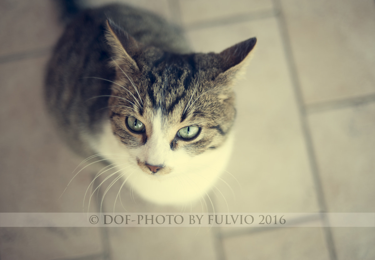 Nikon D3 + Nikon AF Nikkor 35mm F2D sample photo. Trippy photography
