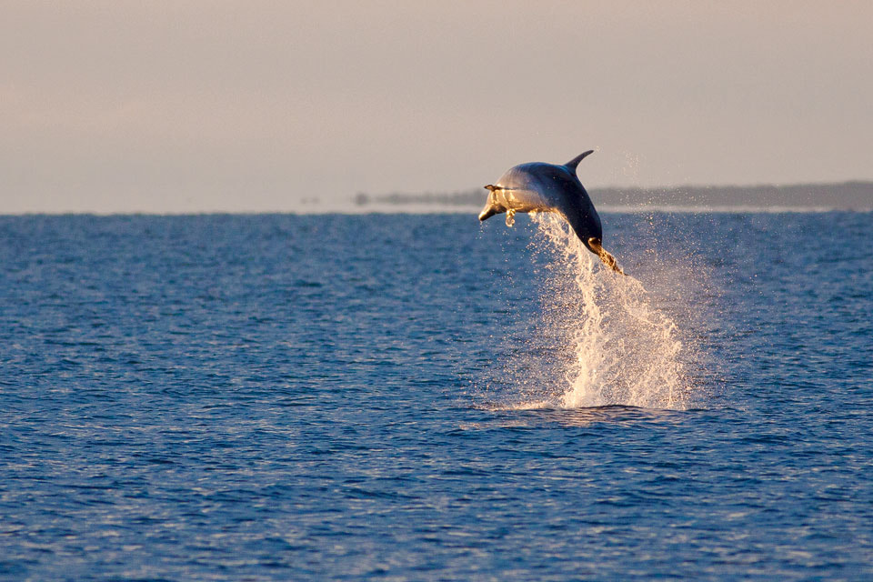 Canon EOS 50D + Canon EF 400mm F5.6L USM sample photo. Jump photography