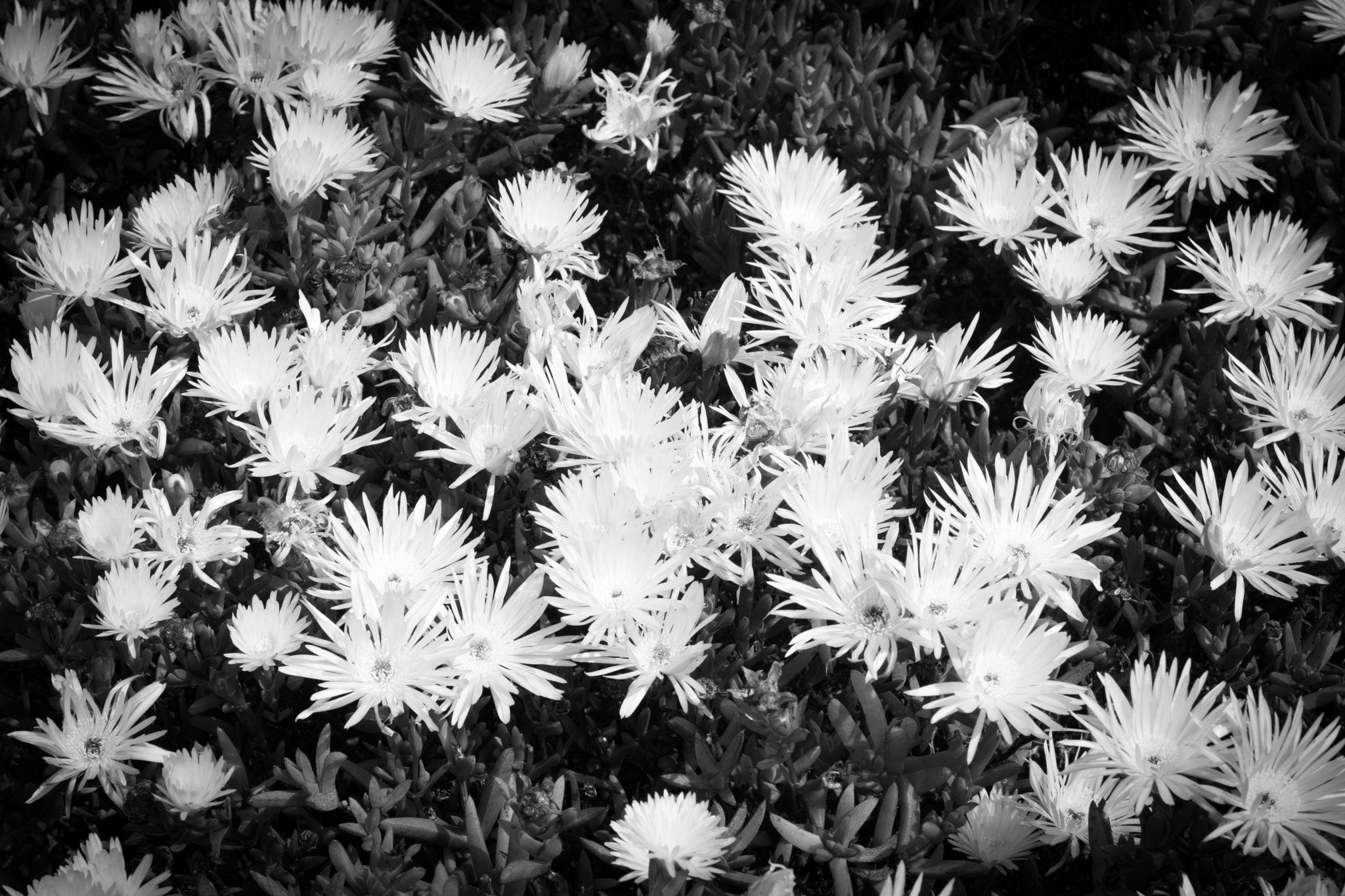 Nikon AF-S Nikkor 28-70mm F2.8 ED-IF sample photo. Flowers photography