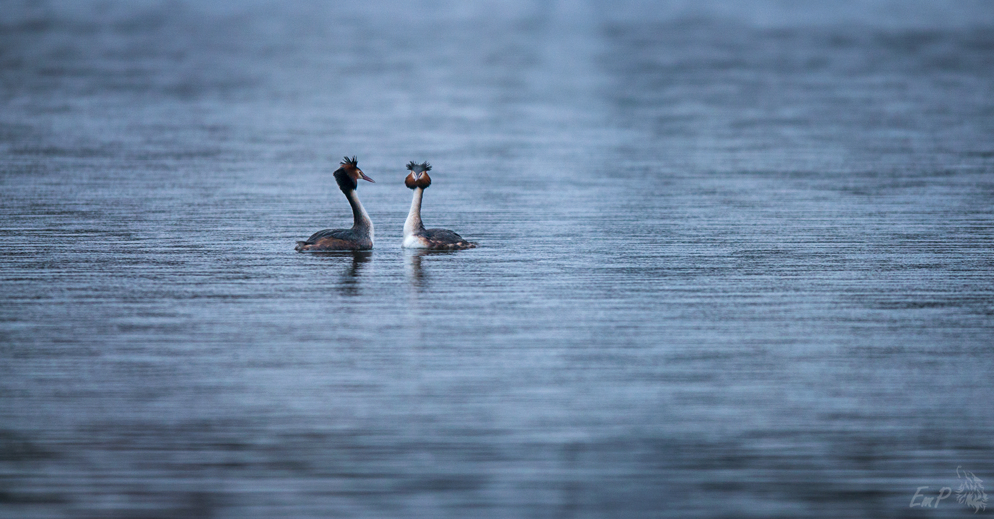 Nikon AF-S Nikkor 400mm F2.8G ED VR II sample photo. Courting grebes photography