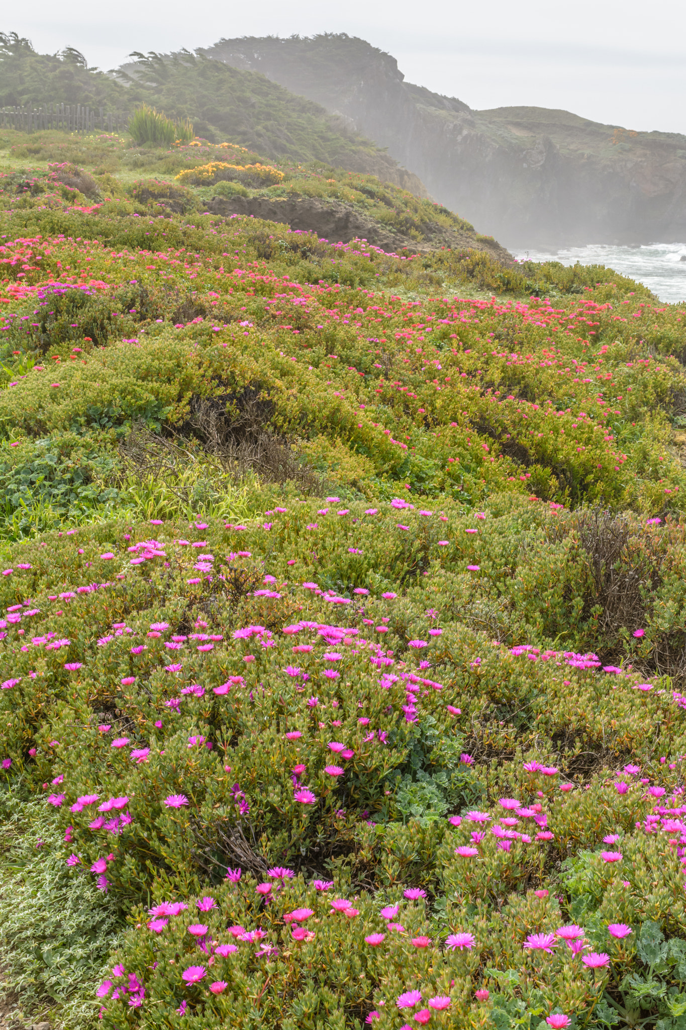 Nikon AF-S Nikkor 28-70mm F2.8 ED-IF sample photo. Flower coastline photography
