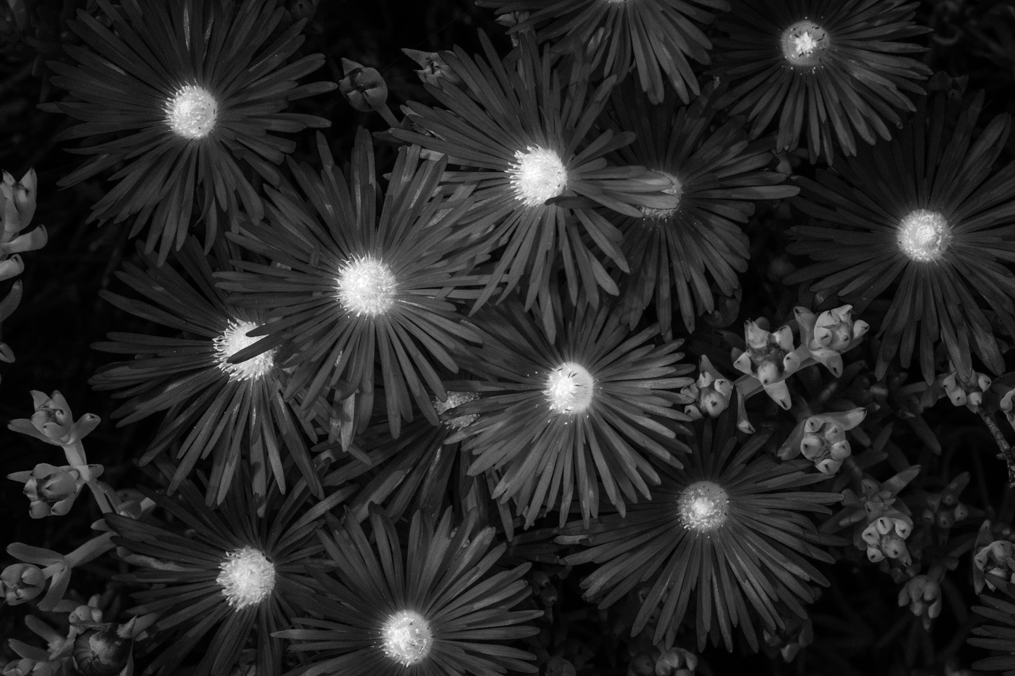 Nikon AF-S Nikkor 28-70mm F2.8 ED-IF sample photo. Flower w/ buds photography