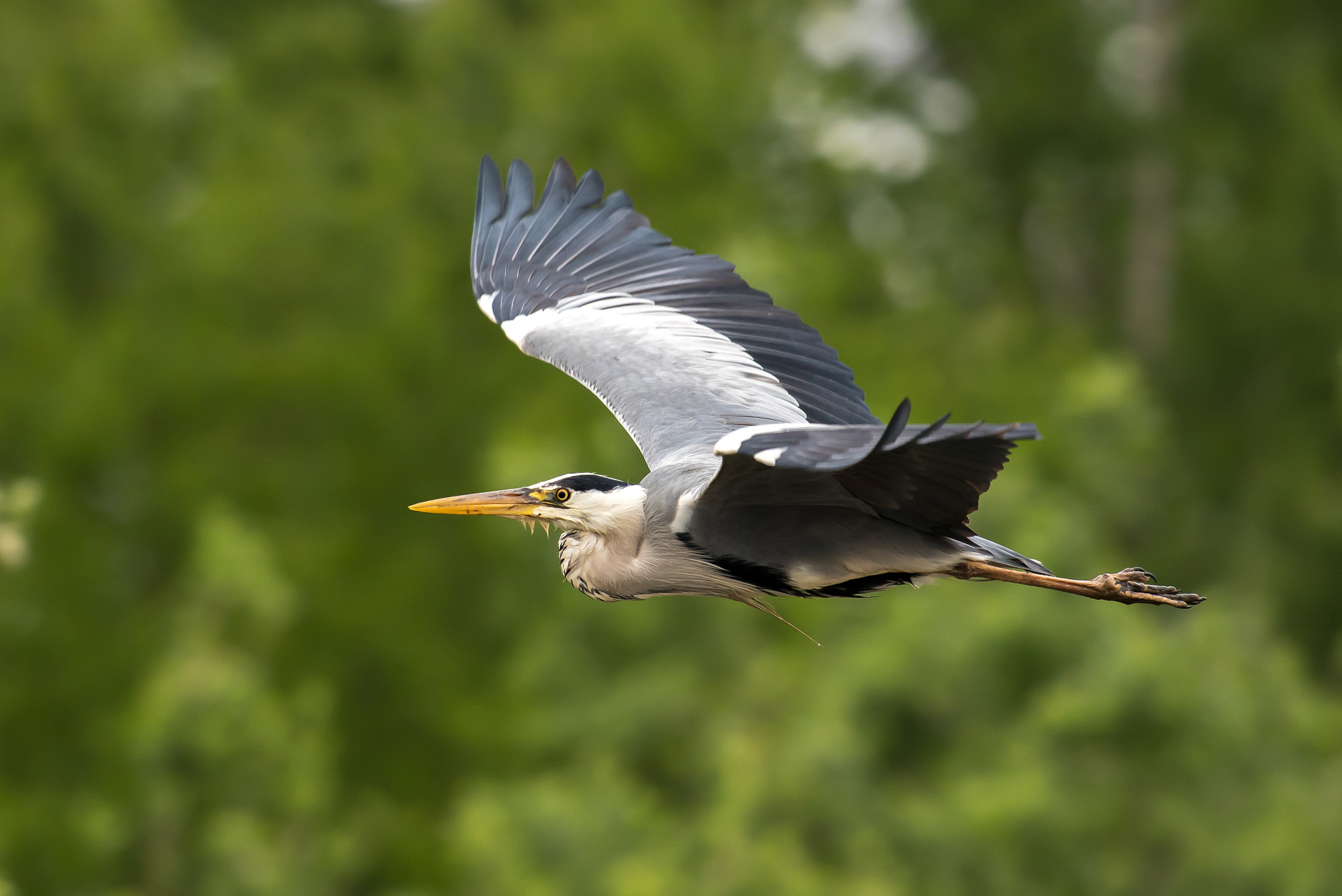 Nikon AF-S Nikkor 300mm F2.8G ED VR II sample photo. Héron cendré photography