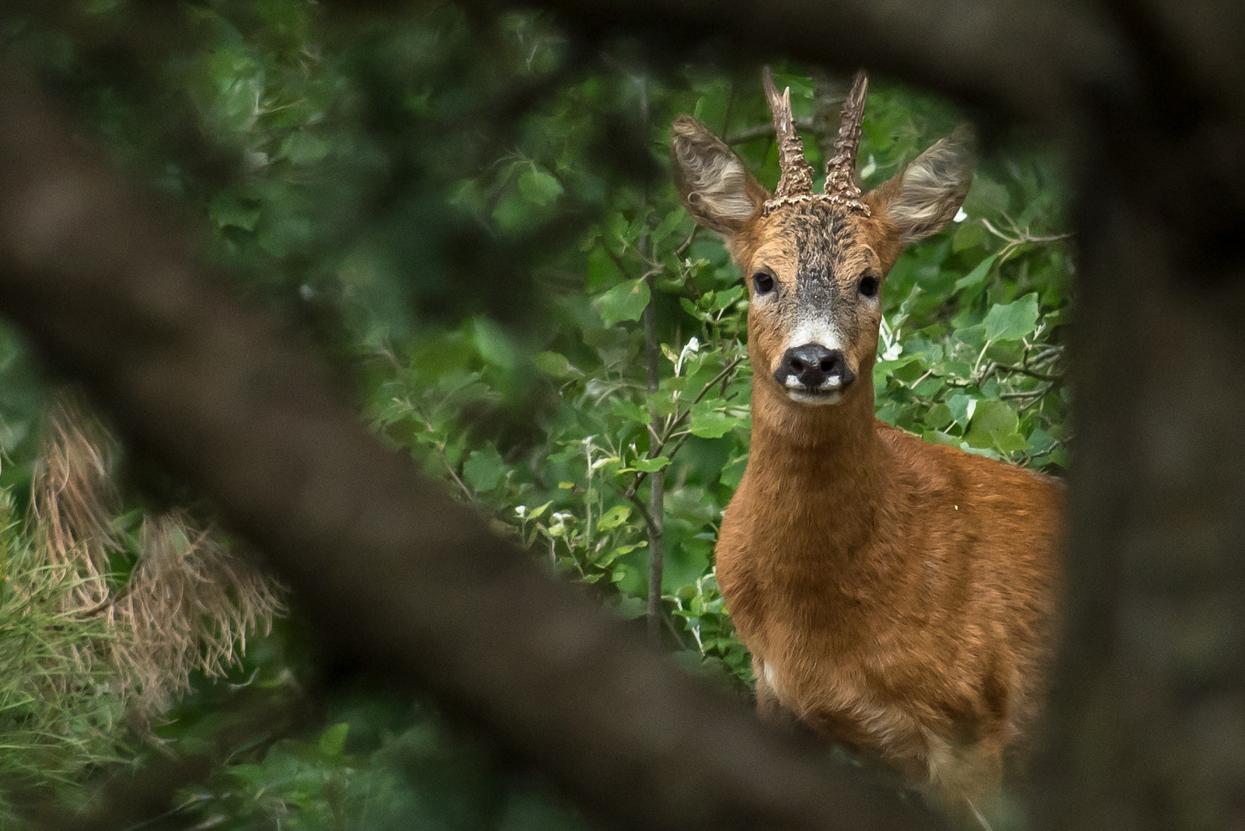 Nikon AF-S Nikkor 300mm F2.8G ED VR II sample photo. Chevreuil photography