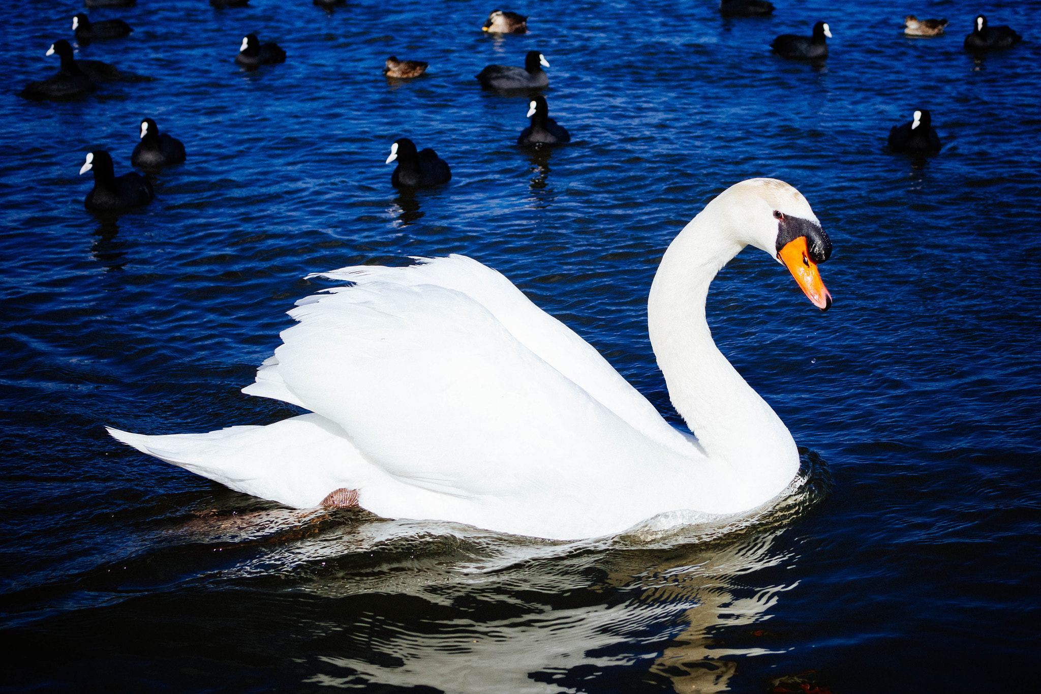 Olympus OM-D E-M1 + Panasonic Lumix G Macro 30mm F2.8 ASPH Mega OIS sample photo. Mute swan photography