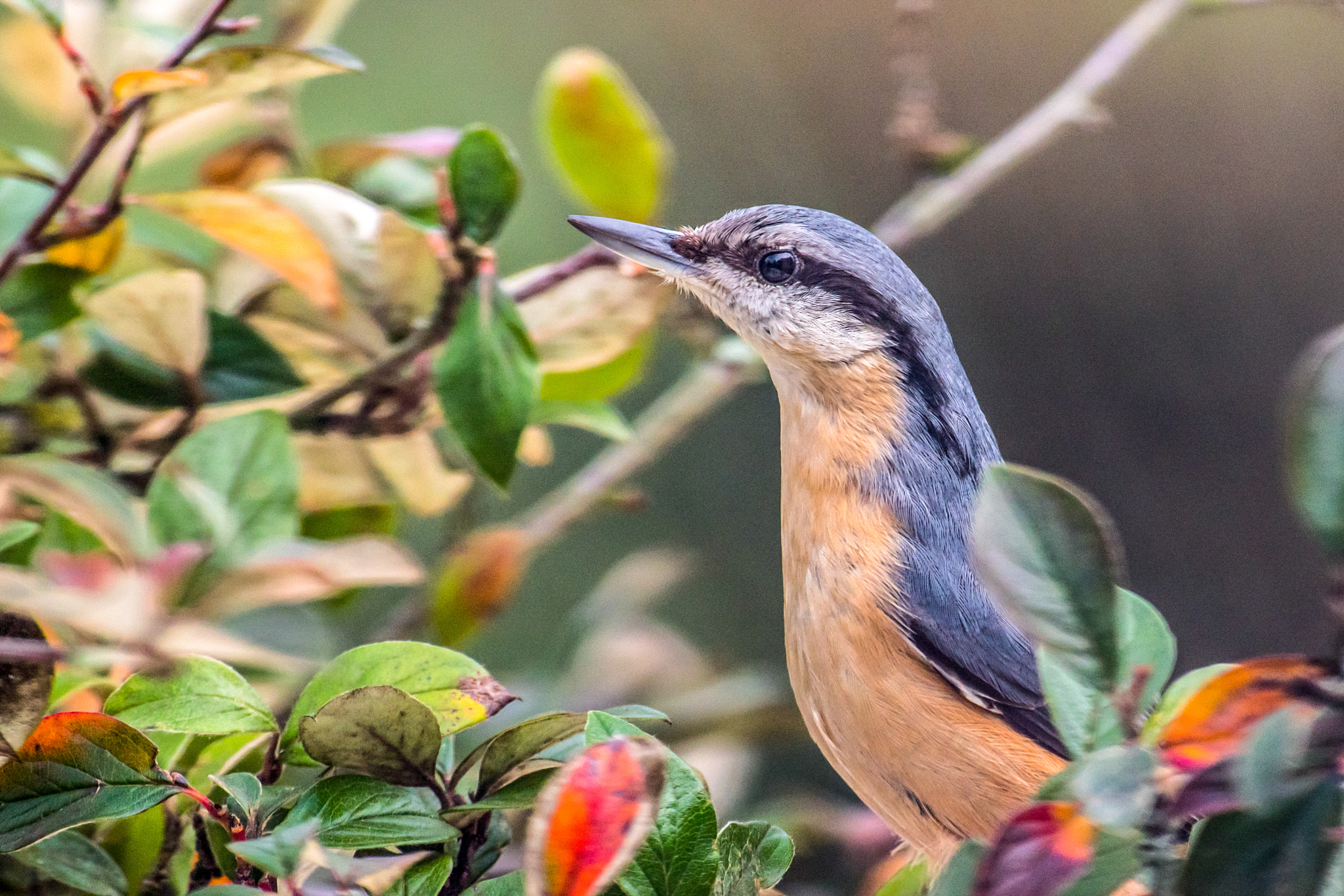 Nikon AF-S Nikkor 300mm F2.8G ED VR II sample photo. Sittelle torchepot photography