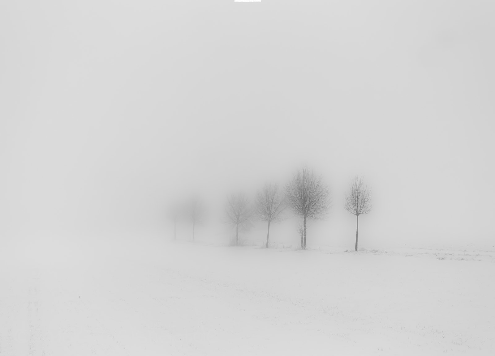 Sigma 17-70mm F2.8-4 DC Macro OS HSM sample photo. Minimal cold trees photography