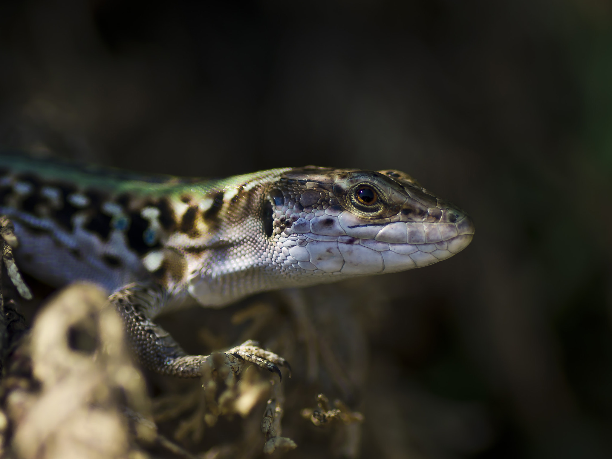 Tamron SP AF 90mm F2.8 Di Macro sample photo. Lizard photography